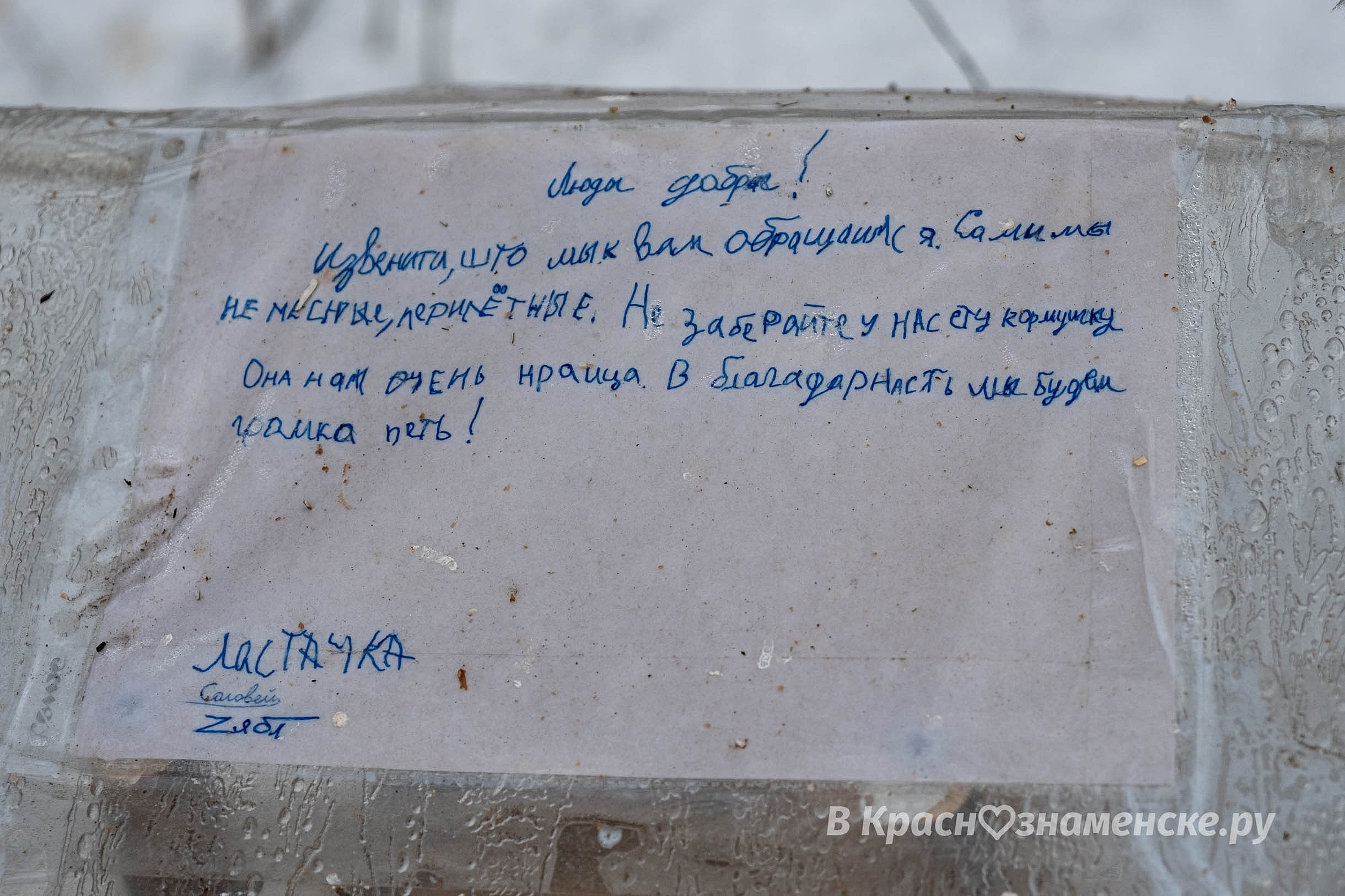 Краснознаменск — это место, где не бывает голодных птиц.  Вр
