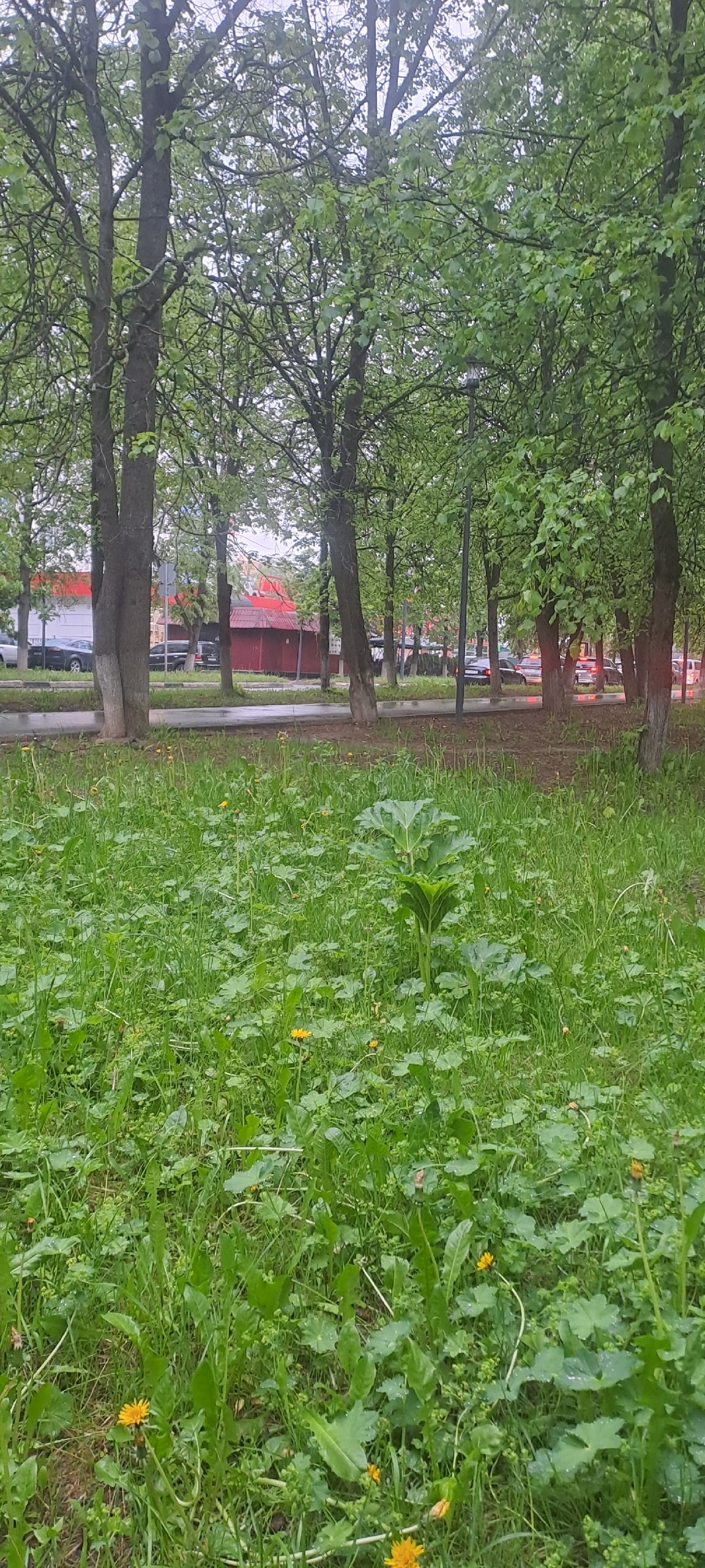 Красиво растёт борщевик напротив первой школы ????