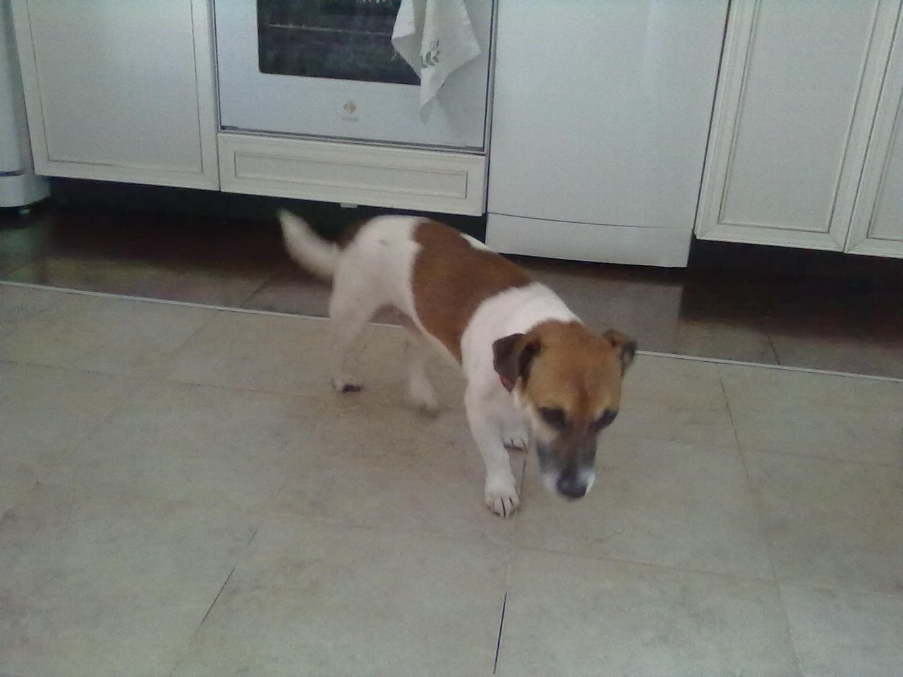Фото 9529 — Краснознаменск