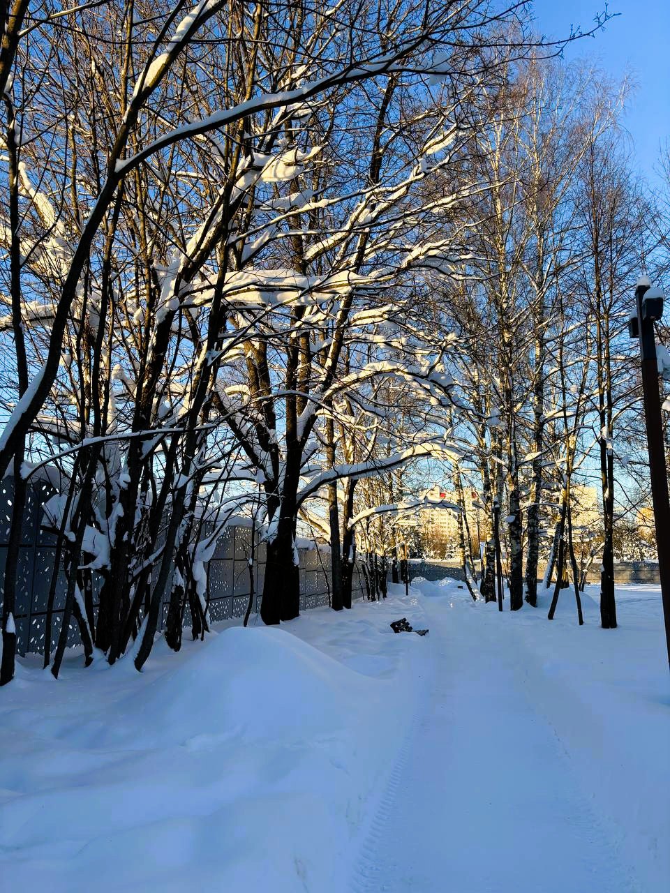 Беличий парк в лучах закатного солнца  © Парки Краснознаменс