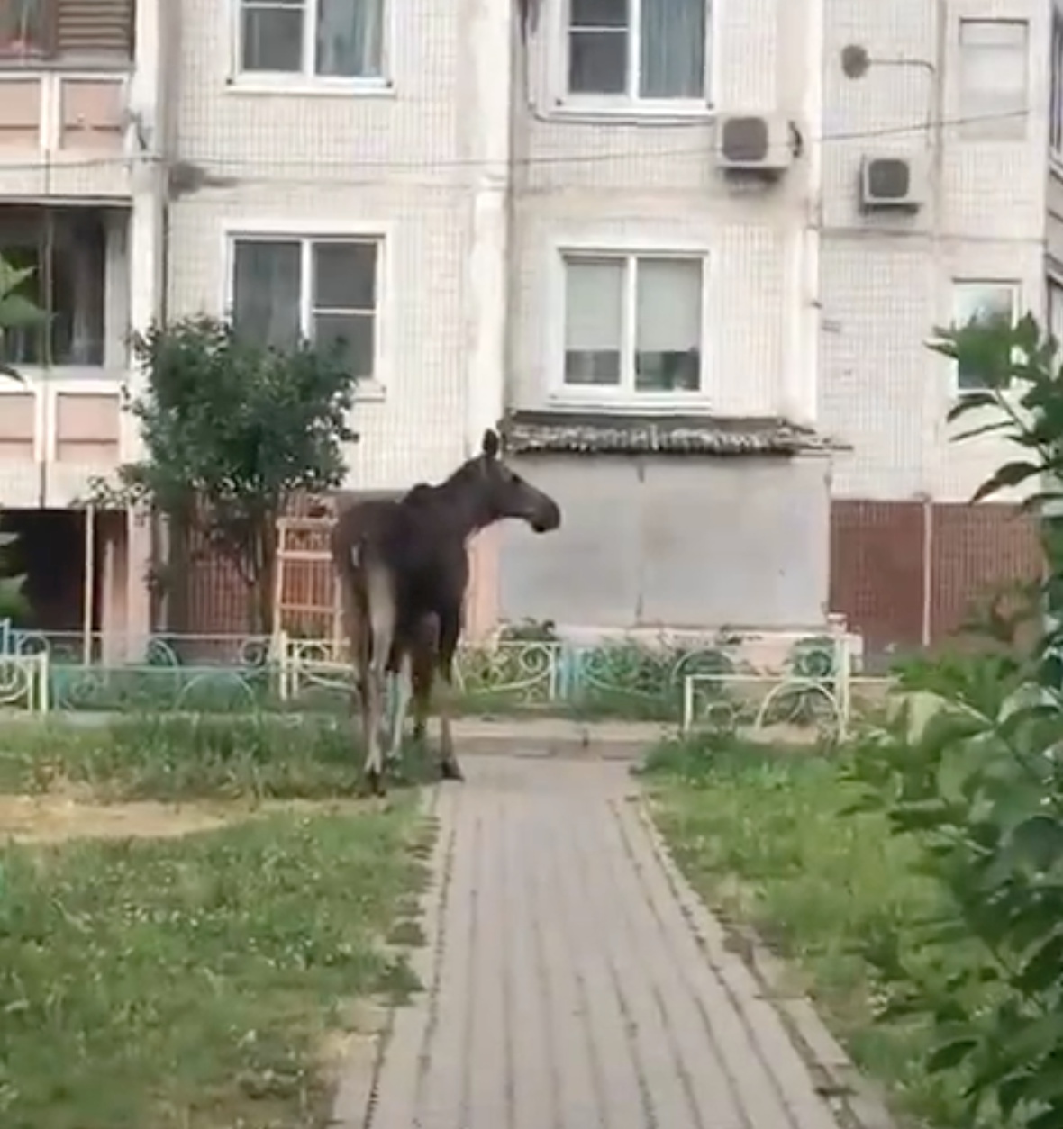 Вот такие неожиданные встречи порой могут происходить в Крас