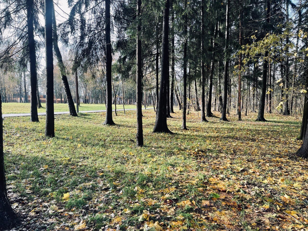 Прогулка по городу — Краснознаменск