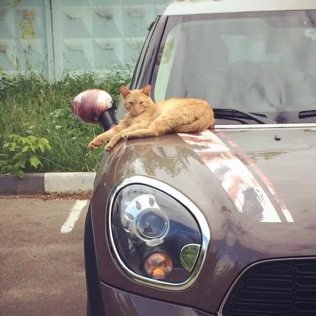 Автор фотографии Serg Shu
