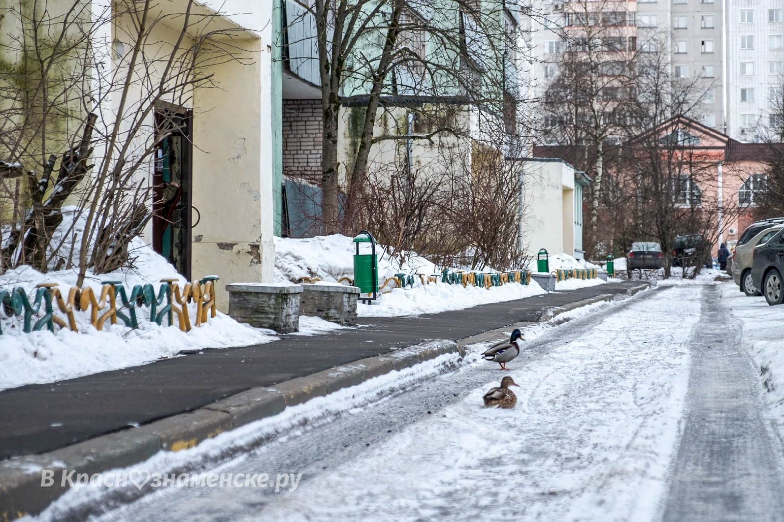 Утки явно недовольны реконструкцией и присматриваются к новы