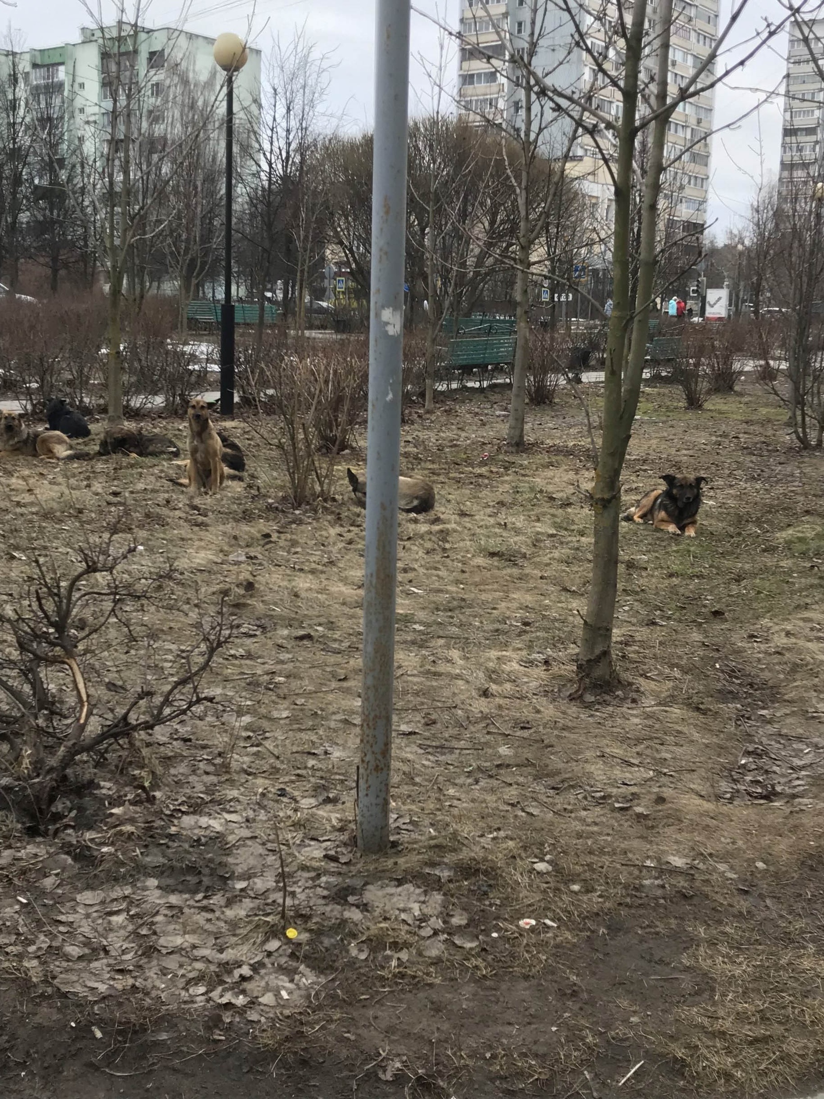 Сегодня напротив ул Победы д 6 кор 1 12.00 стая бродячих соб