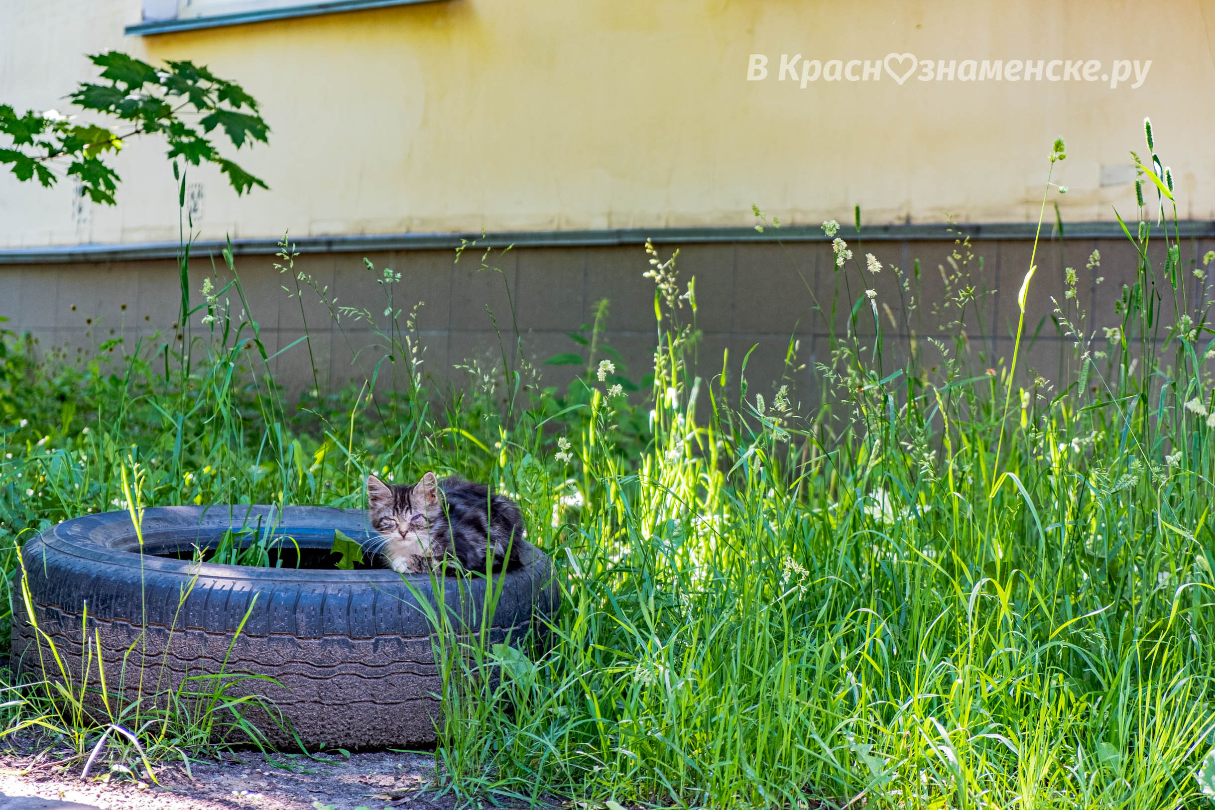 Коротко о том, как проходит котие лето в Краснознаменске