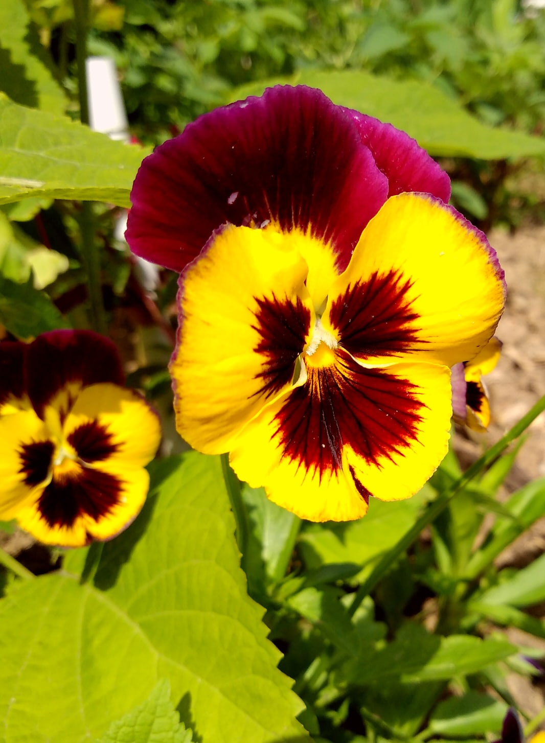 Фото 24558