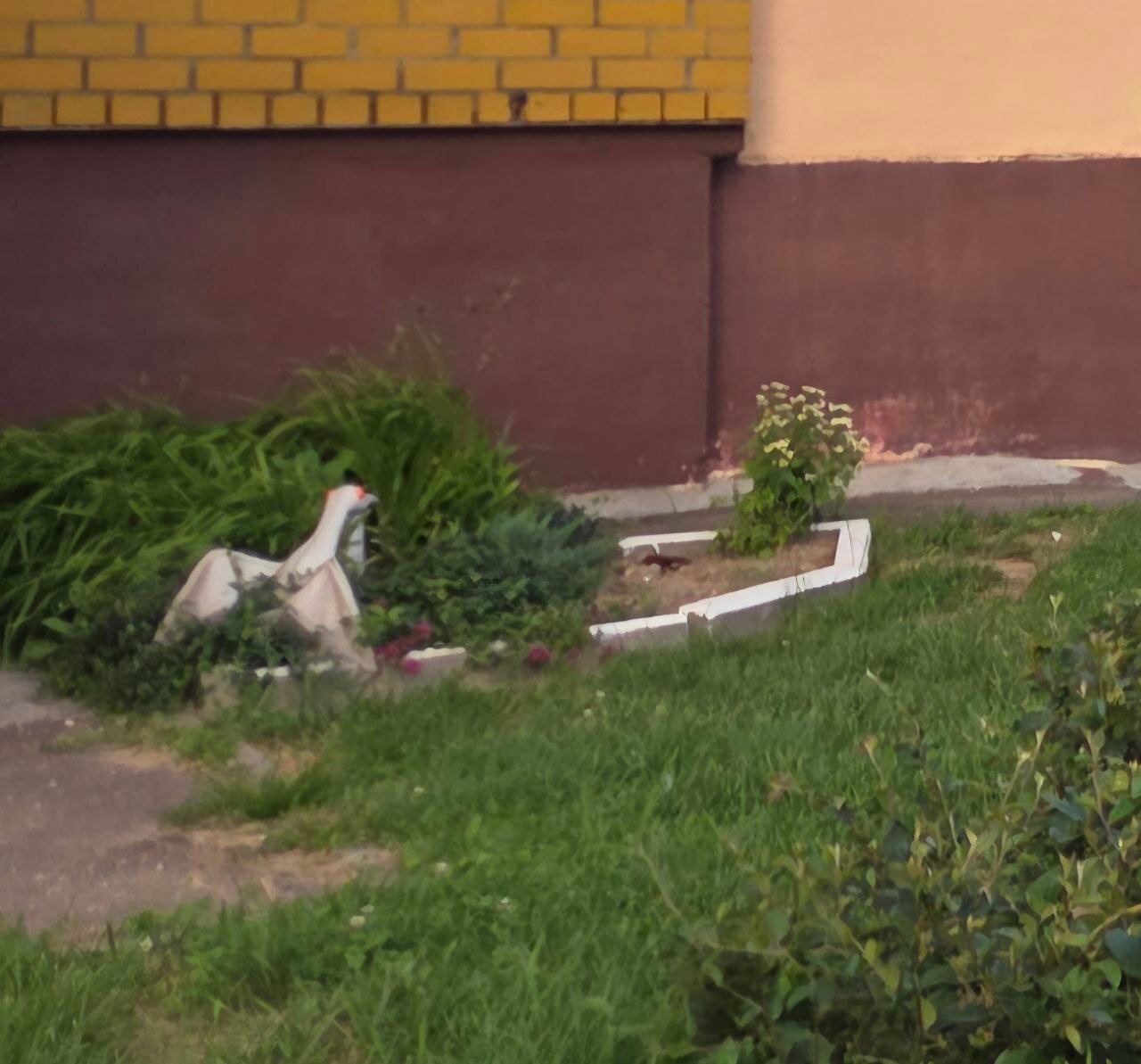 Участились случаи воровства придомовых растений, неделю наза