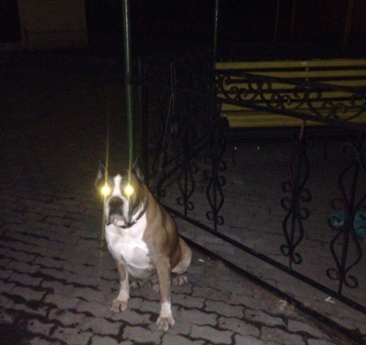 Отзовитесь чья собака! Уже давно привязана, трясётся! Жалко(