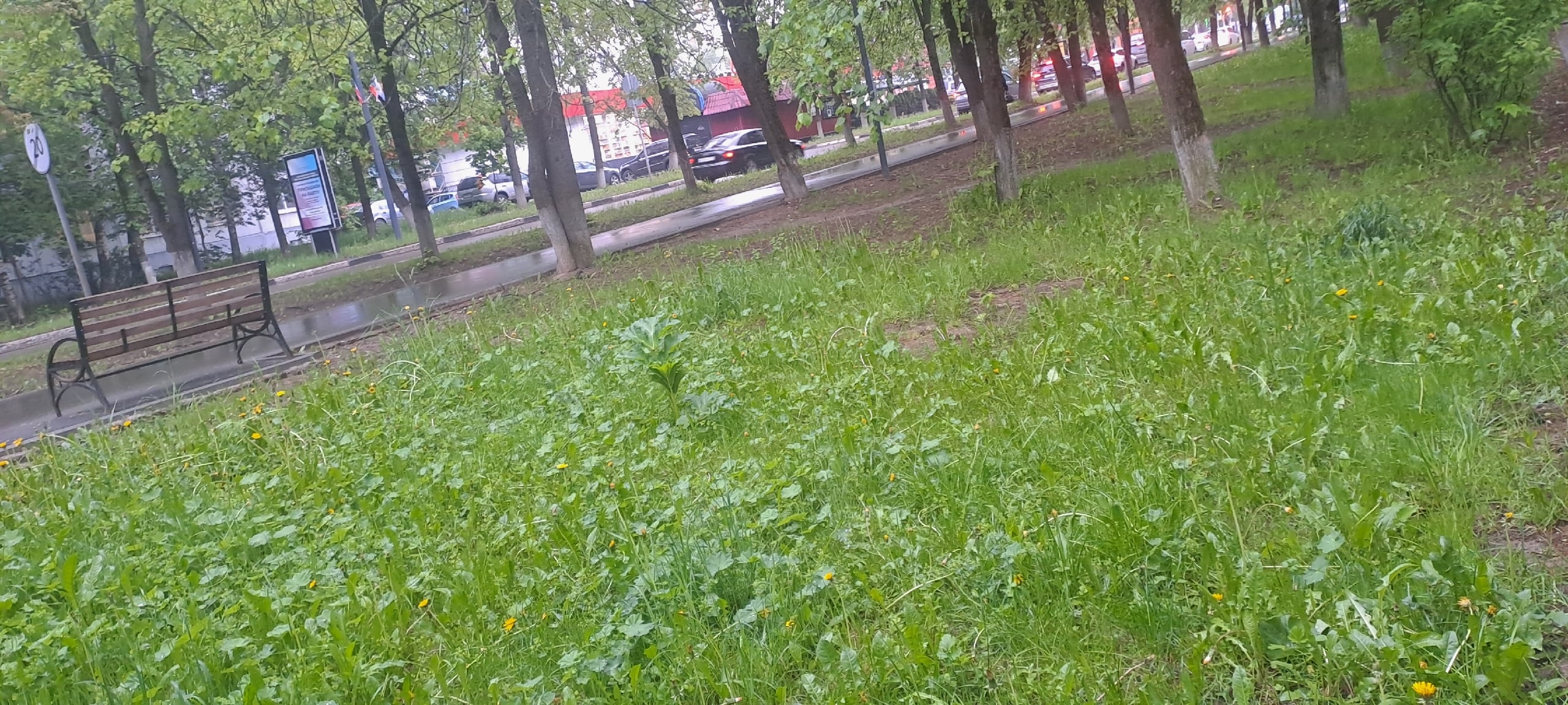 Красиво растёт борщевик напротив первой школы ???? — Краснознаменск