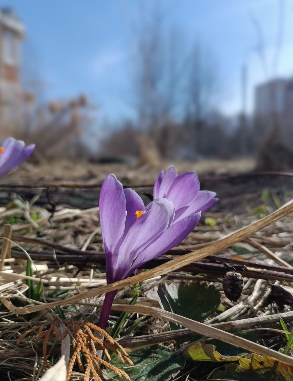Весна в Краснознаменске