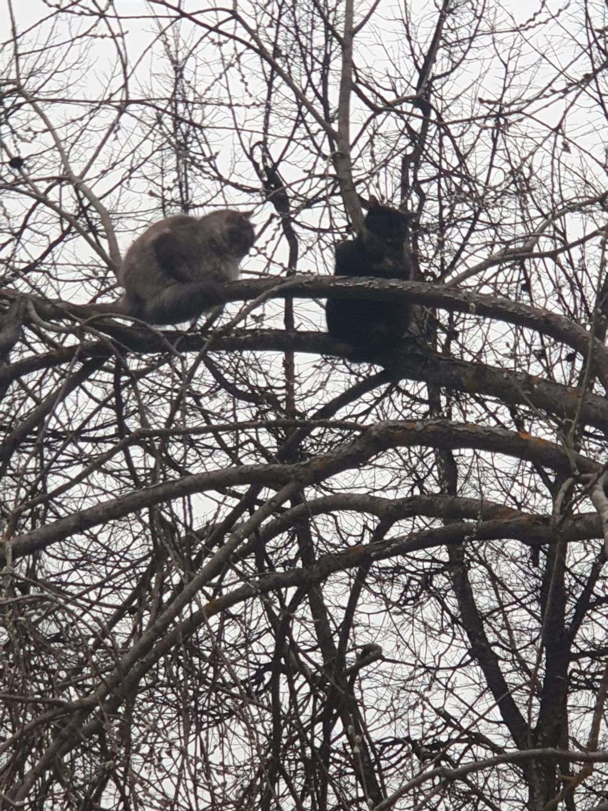 Весна... Коты уже прилетели)) — Краснознаменск