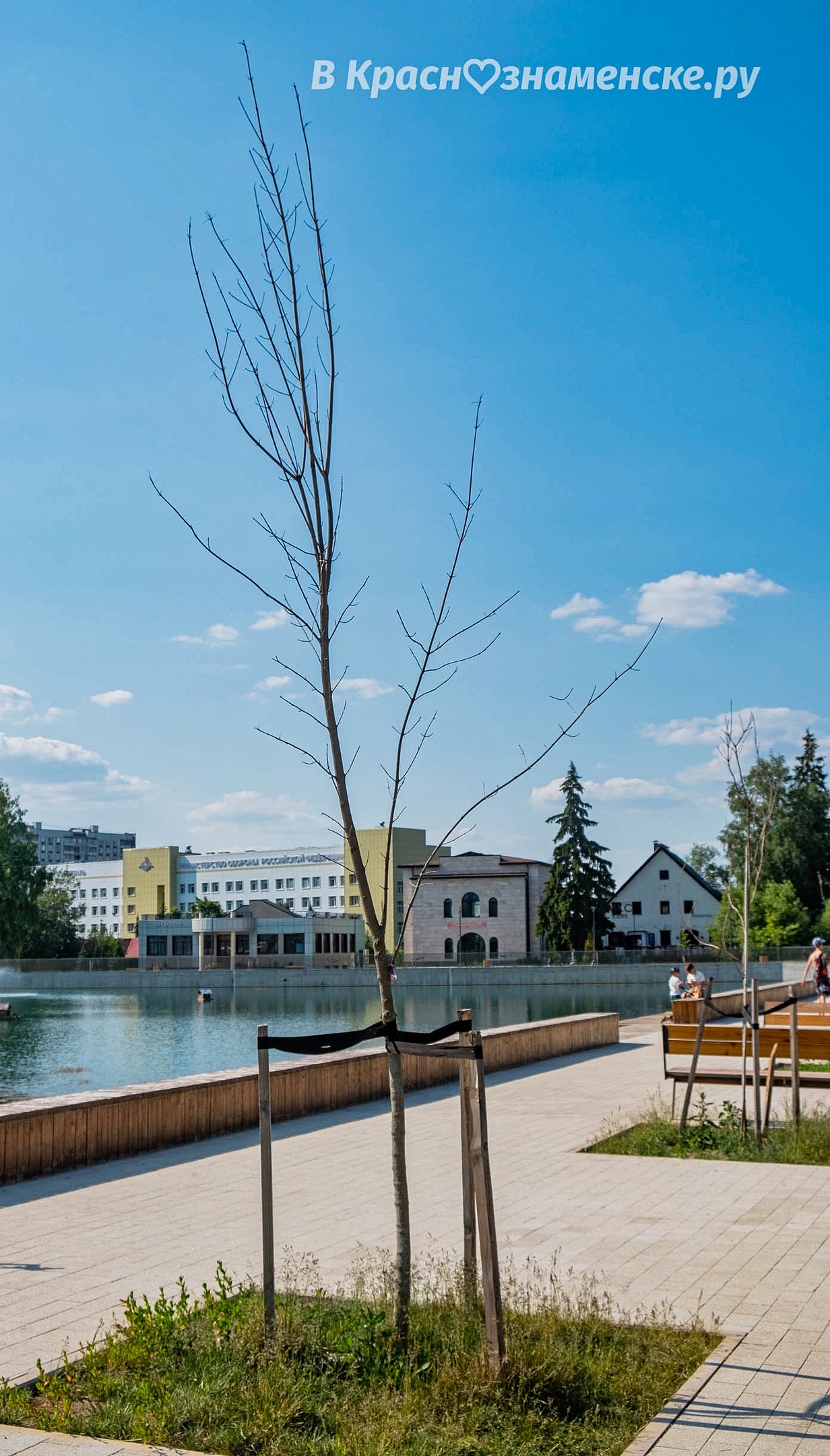 На городском озере засохли уже почти все саженцы, которые бы