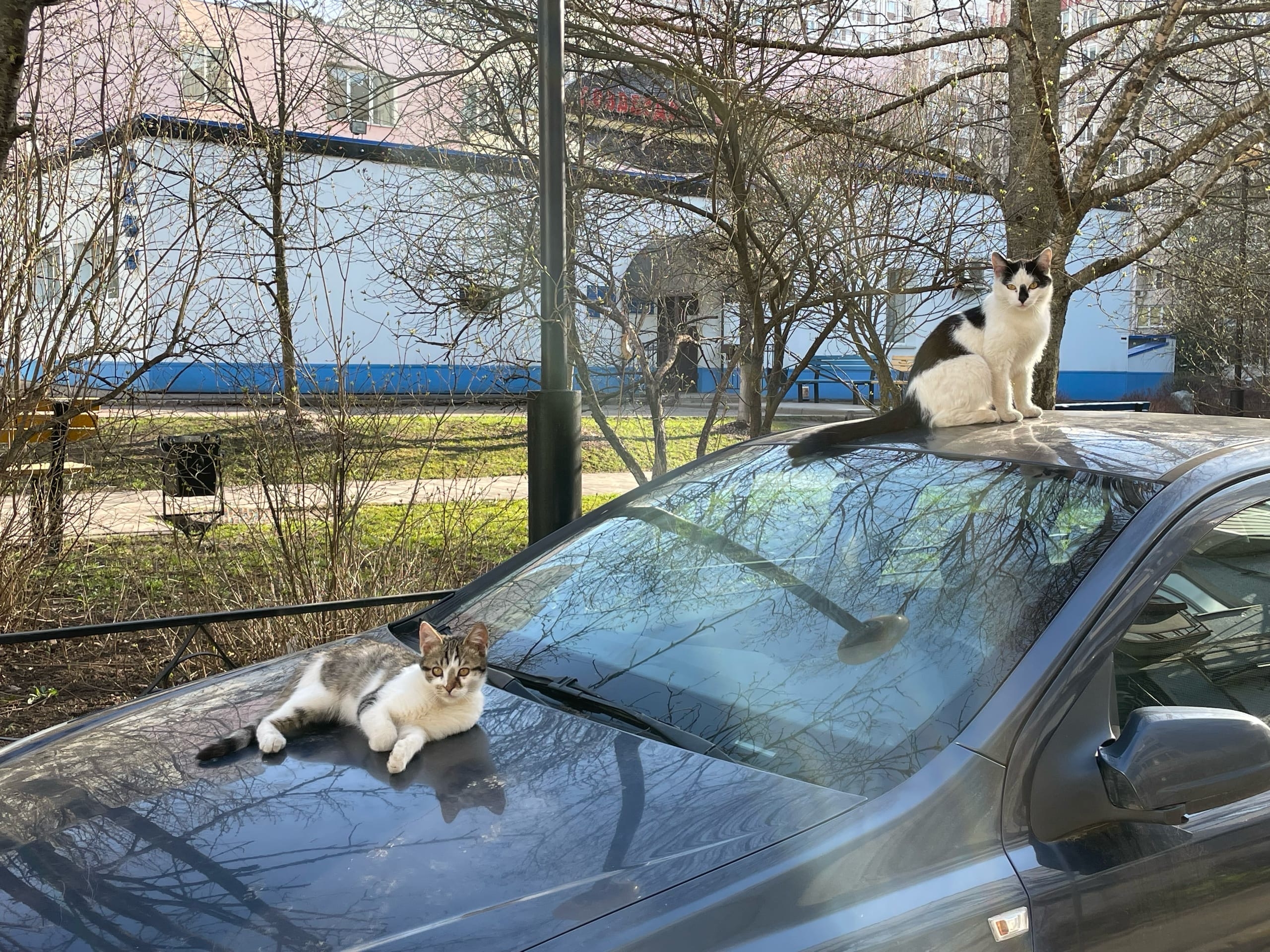 Городские красавцы/красавицы
