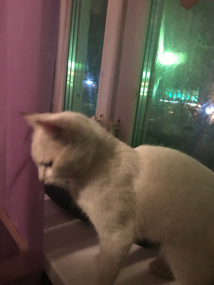 Найдена кошка, на Гагарина 17, раньше была с ошейником, види