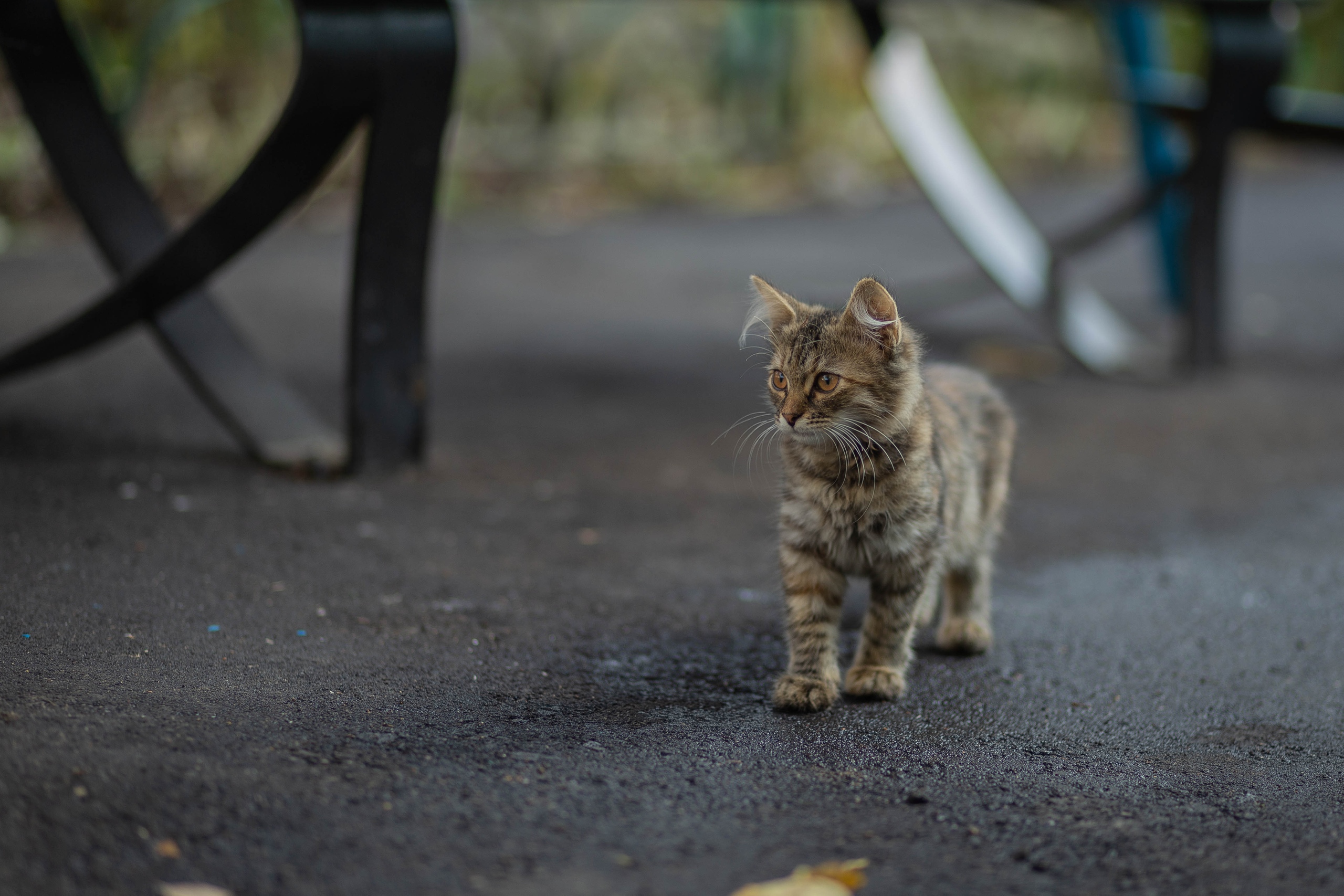 Котята с Мира 17 ???? Марина Маринина — Краснознаменск
