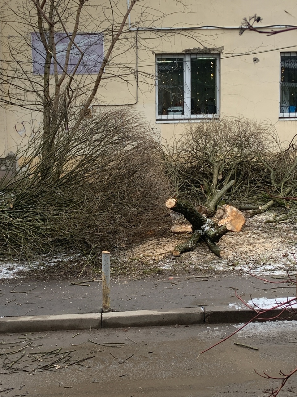 В нашем городе снова вырубили деревья ???? , около здания админ