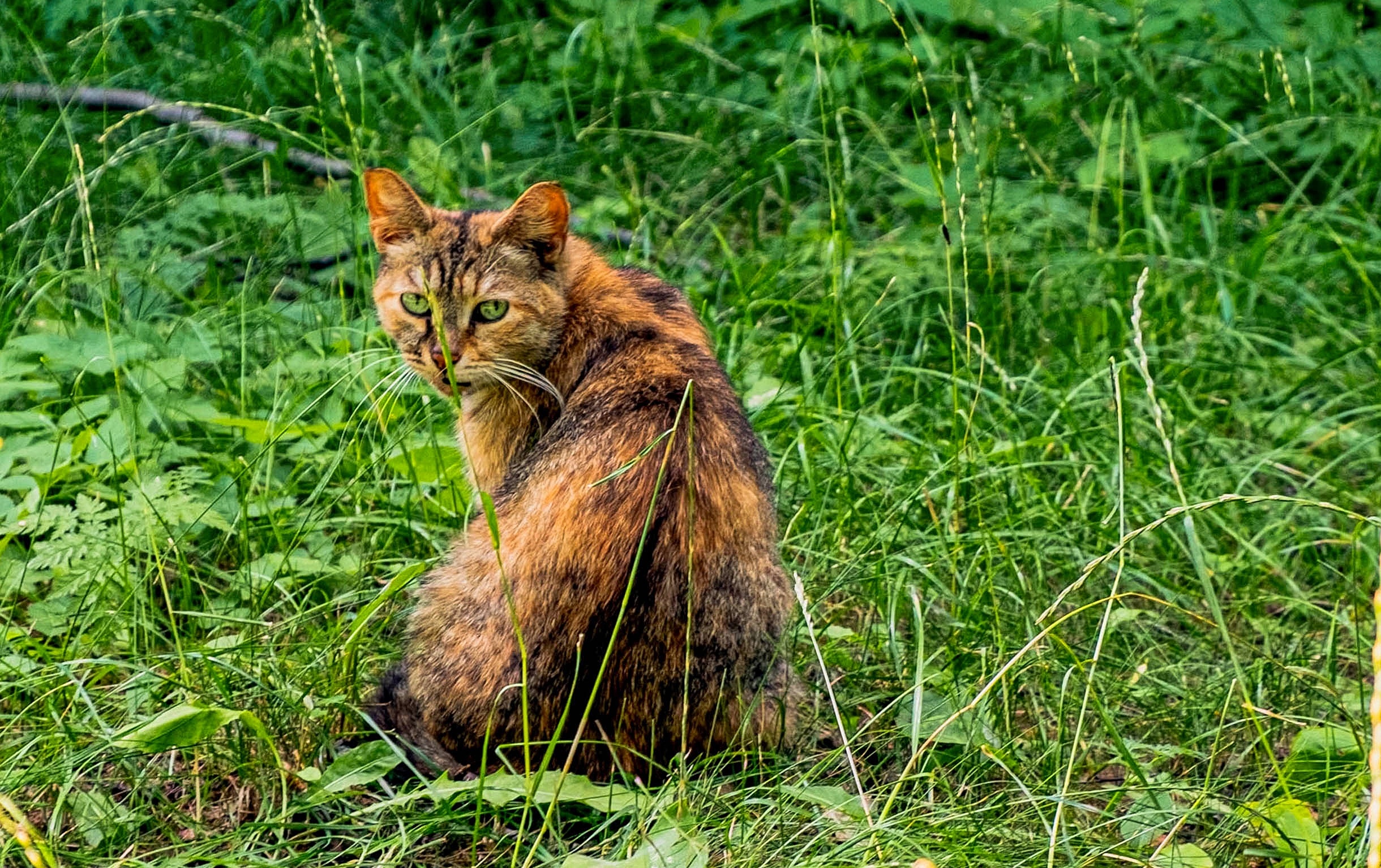 Усачи краснознаменских улиц