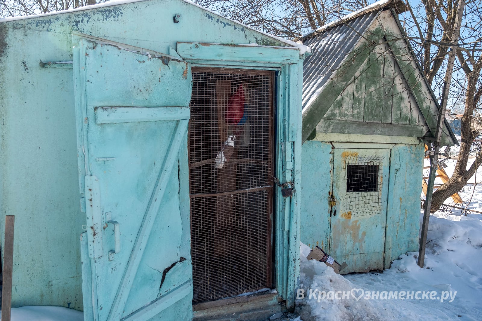 Хоть голубятни уже и канули в лету, иногда они ещё встречают