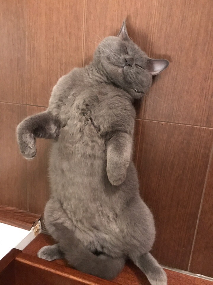 ????Друзья, потерялся кот! ???? ‼Возможно именно Вы сможете помочь