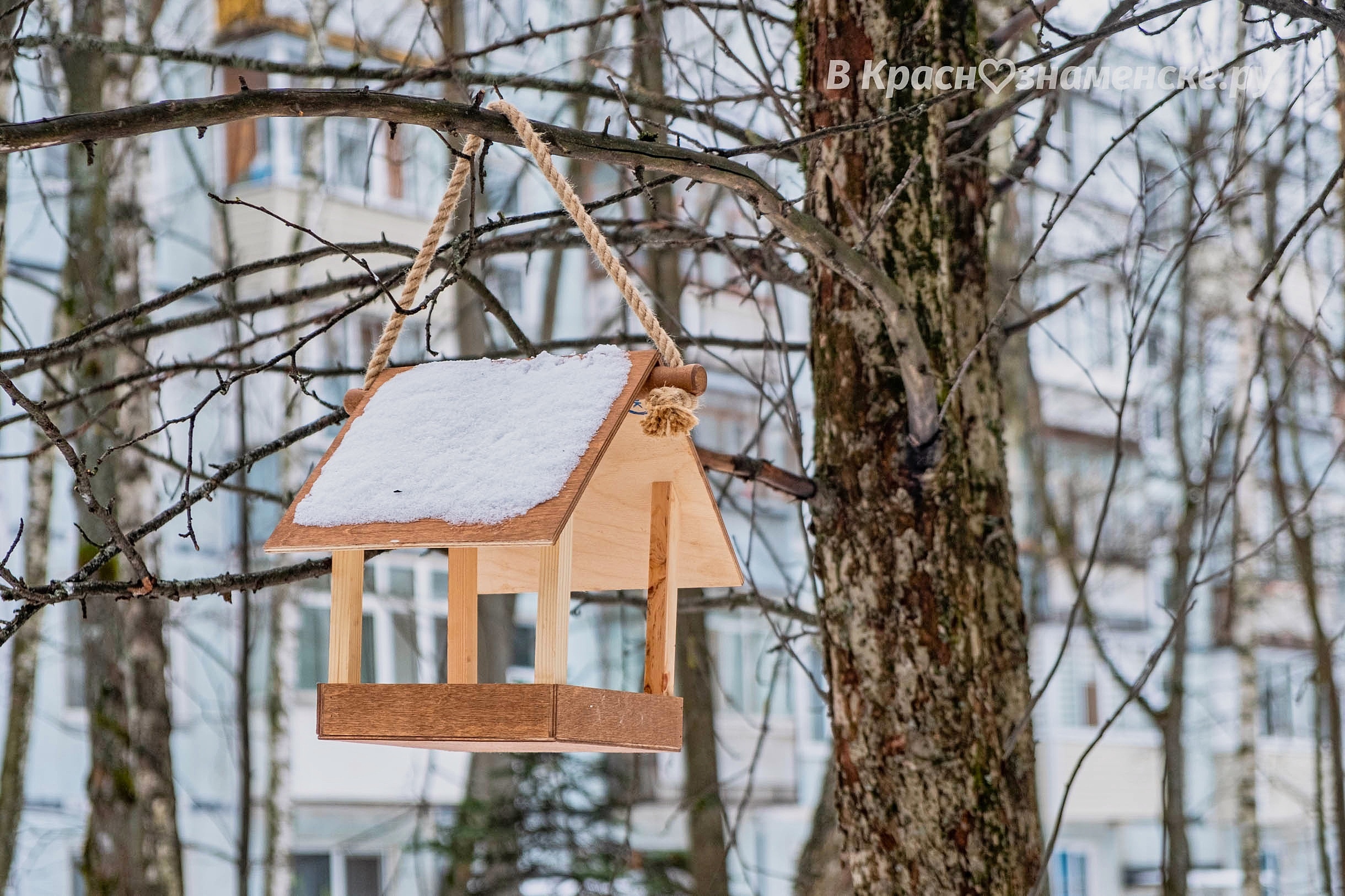Краснознаменск — это место, где не бывает голодных птиц.  Вр