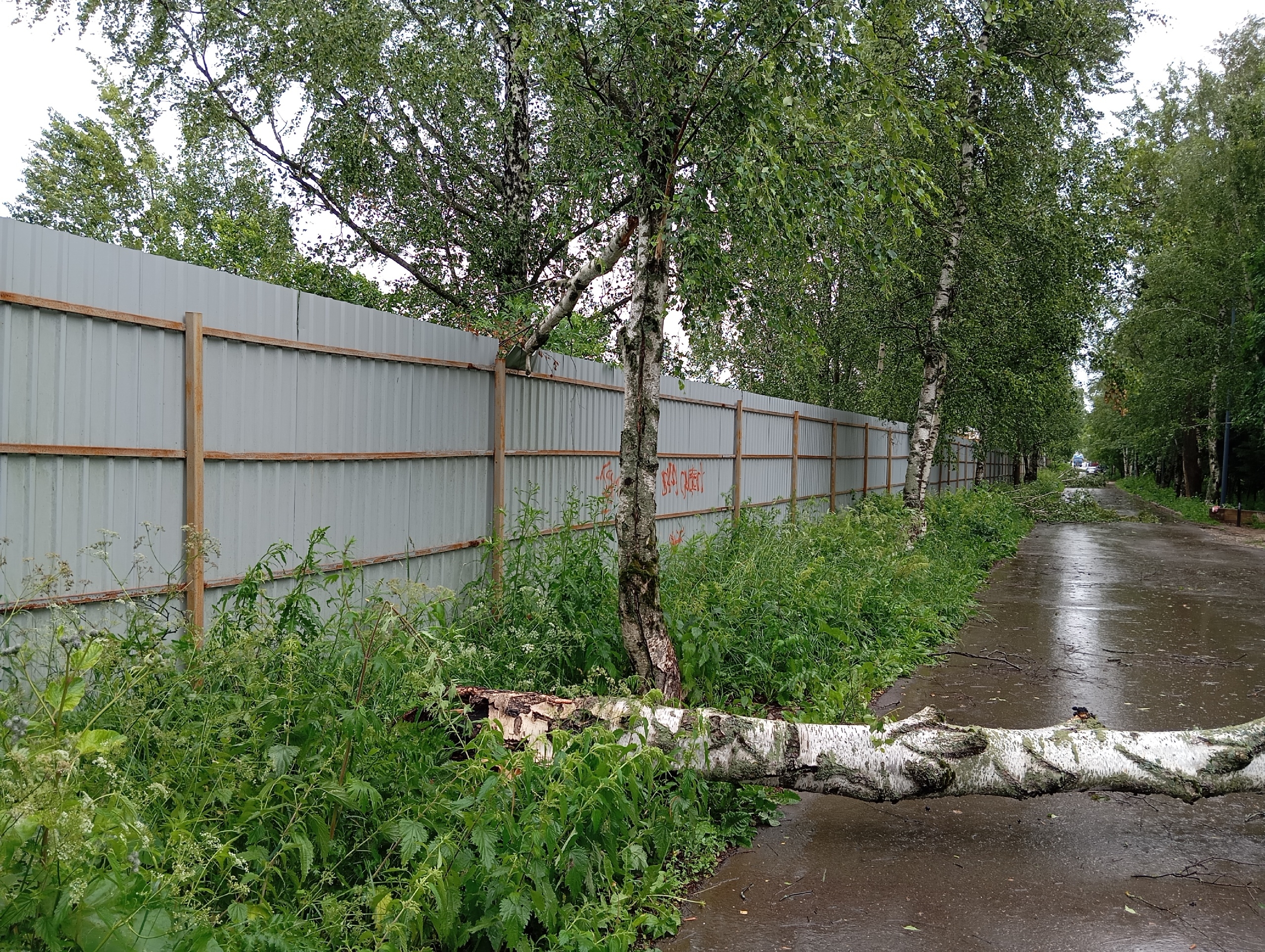 Пострадала Березовая аллея и беличий парк — Краснознаменск