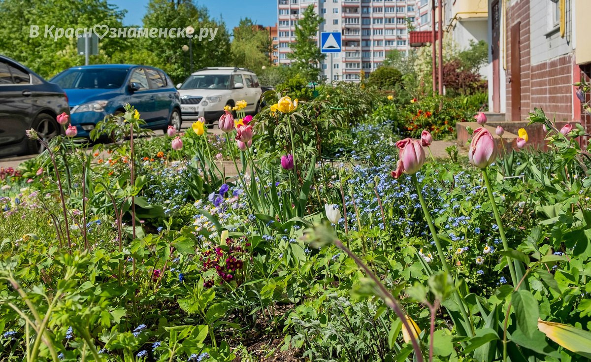 Совсем скоро дворы города снова наполнятся красотой и яркост