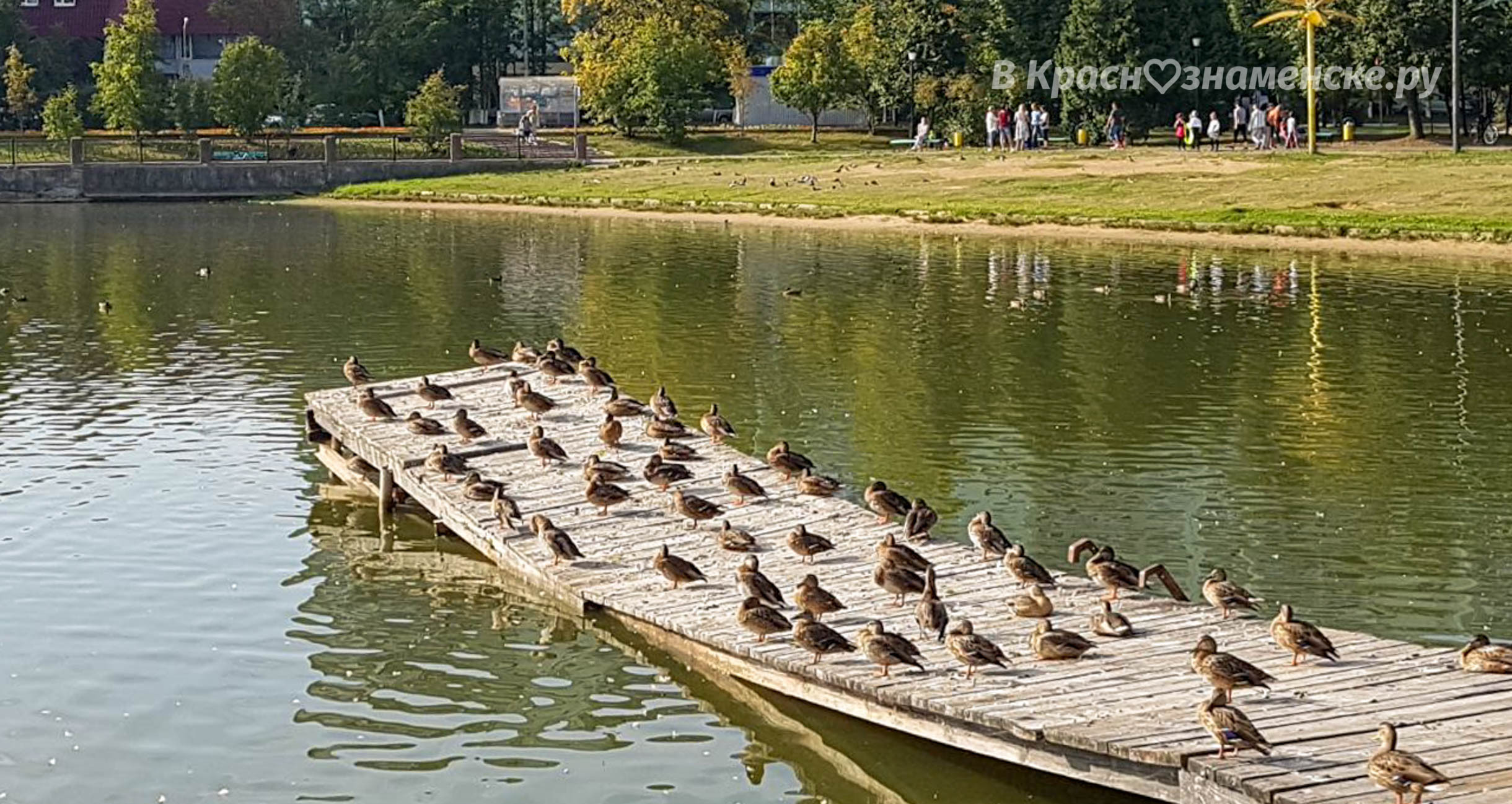 Фото 35147 — Краснознаменск