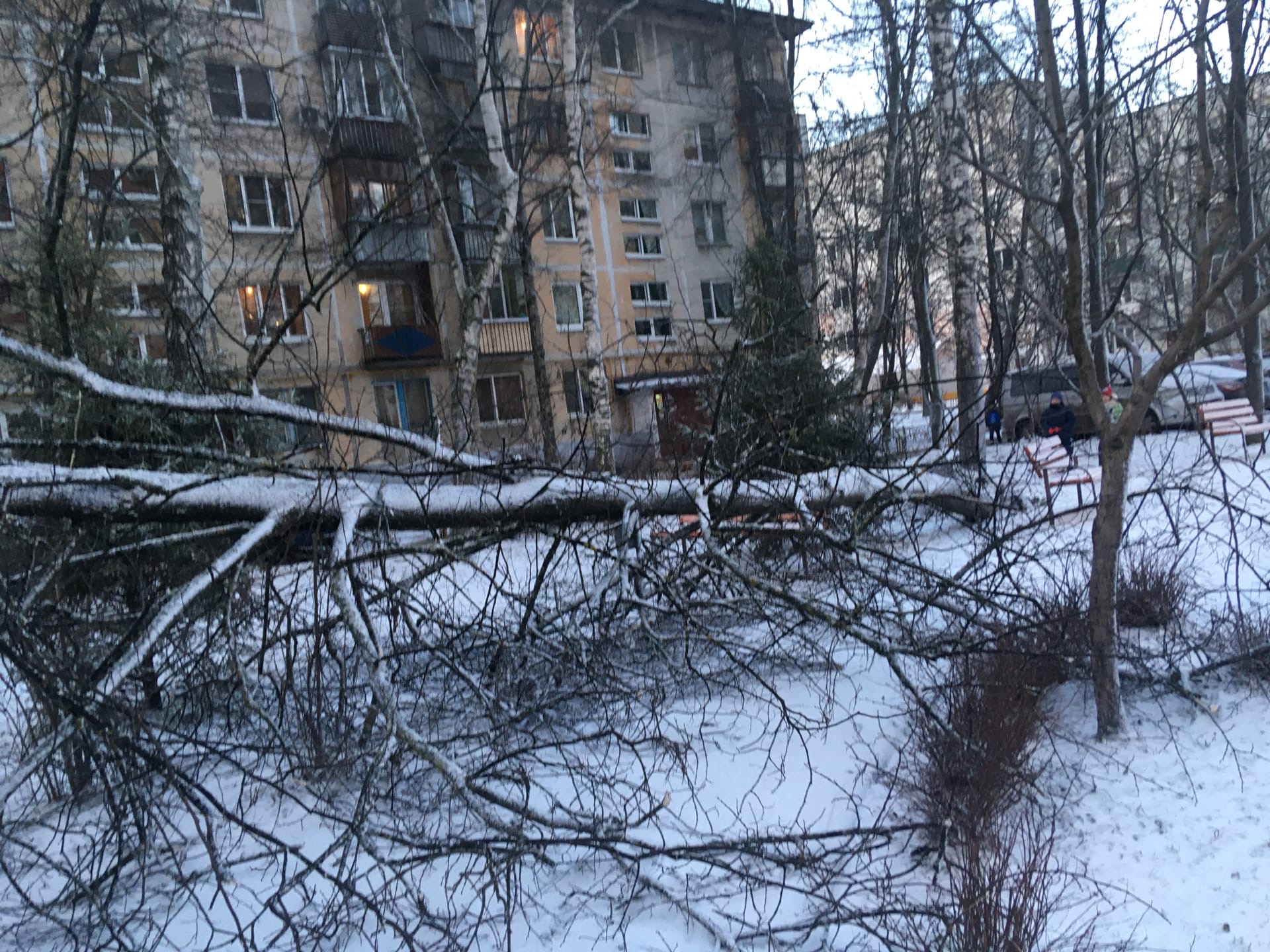 На Парковой 8 после сильного града обвалилось дерево на детс