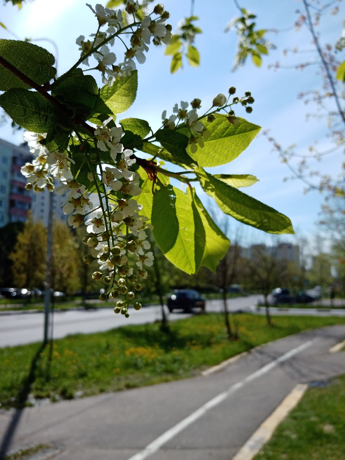 ???? Наталья Меняйлова — Краснознаменск