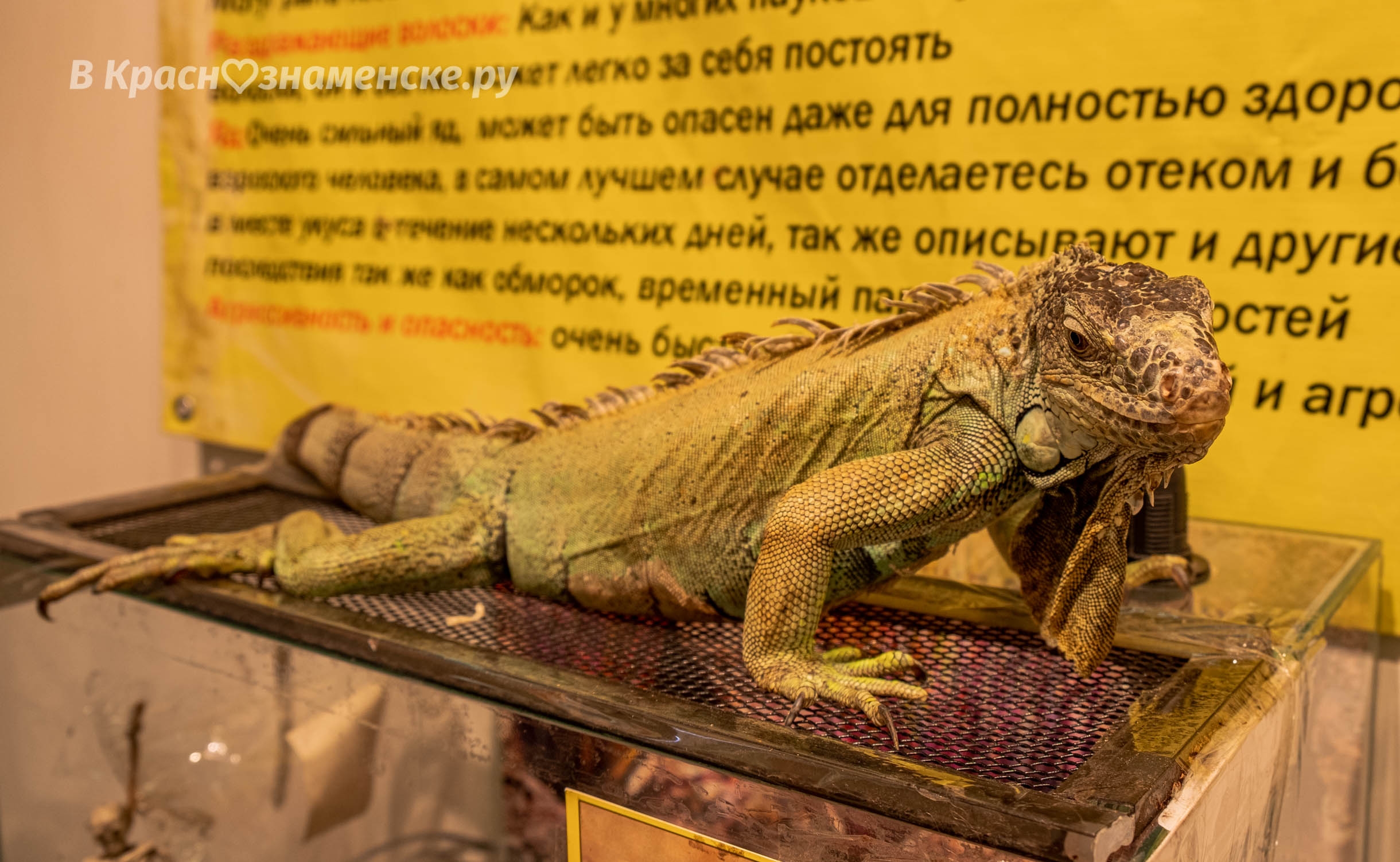 Быстрое меню — Краснознаменск