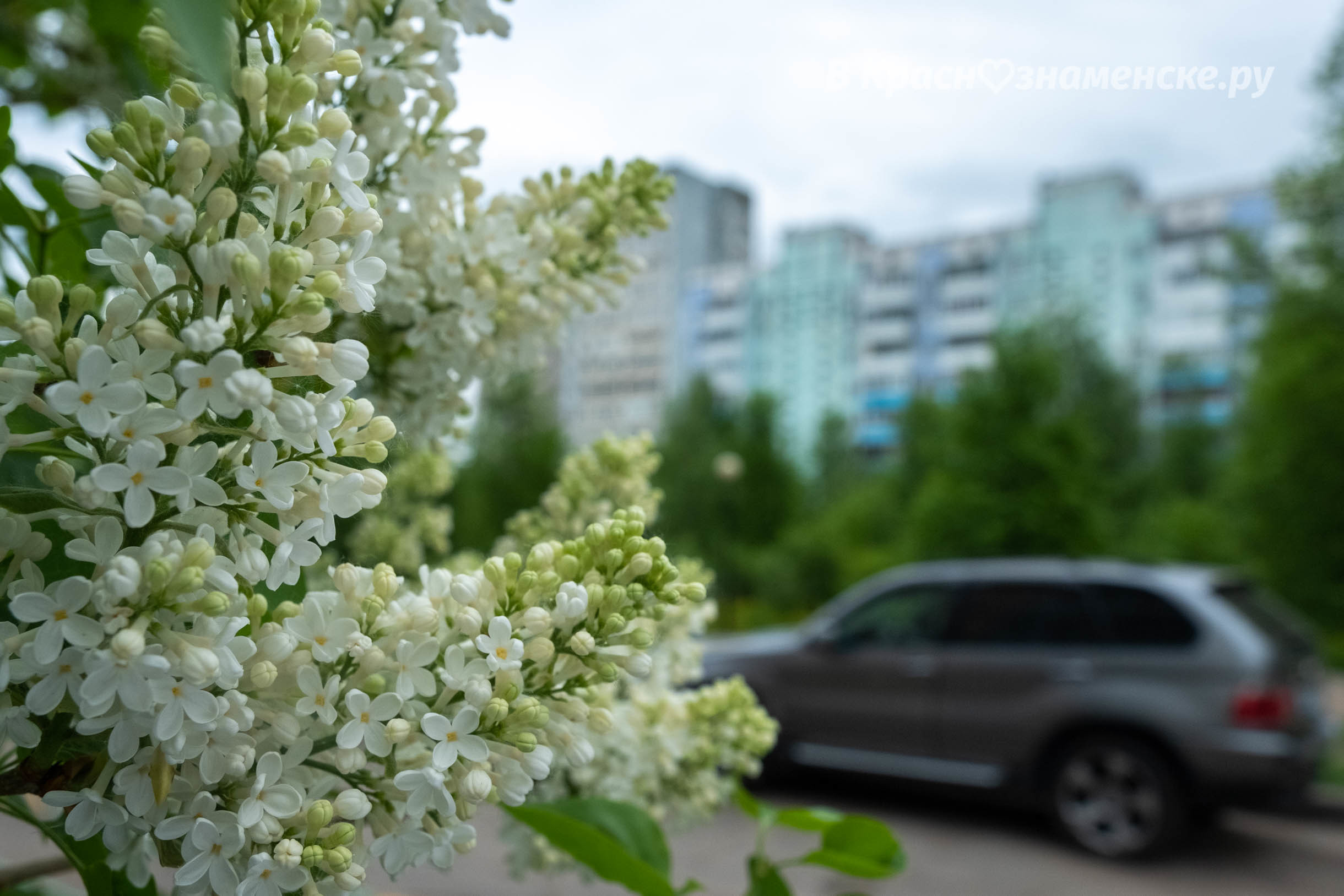 Доброе утро, Краснознаменск! Утром +14°…+19°, Облачно с проя