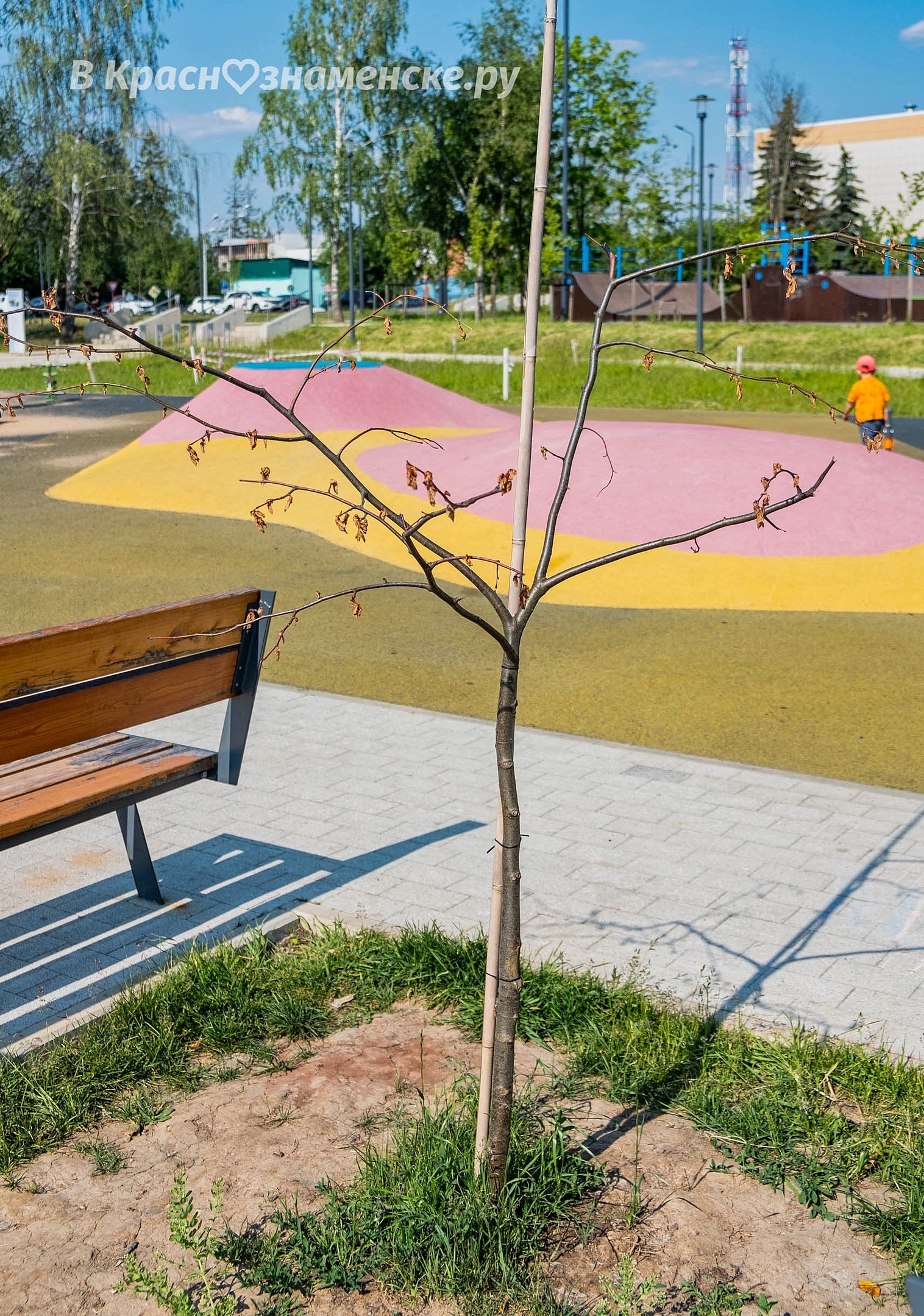 На городском озере засохли уже почти все саженцы, которые бы