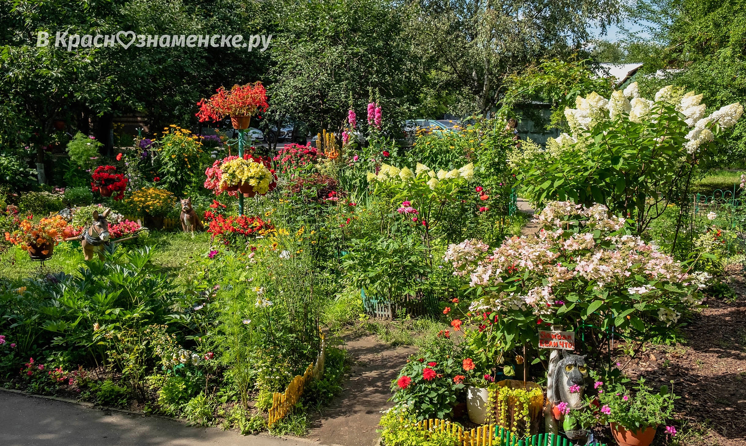 Краски лета во дворах города — Краснознаменск