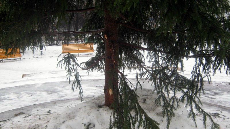 На месте, которое большинству жителей нашего города знает как «Голубиная площадь Администрацией установлена новогодняя елка.
Ее вид представлен Вам, уважаемые читатели, на обозрение.