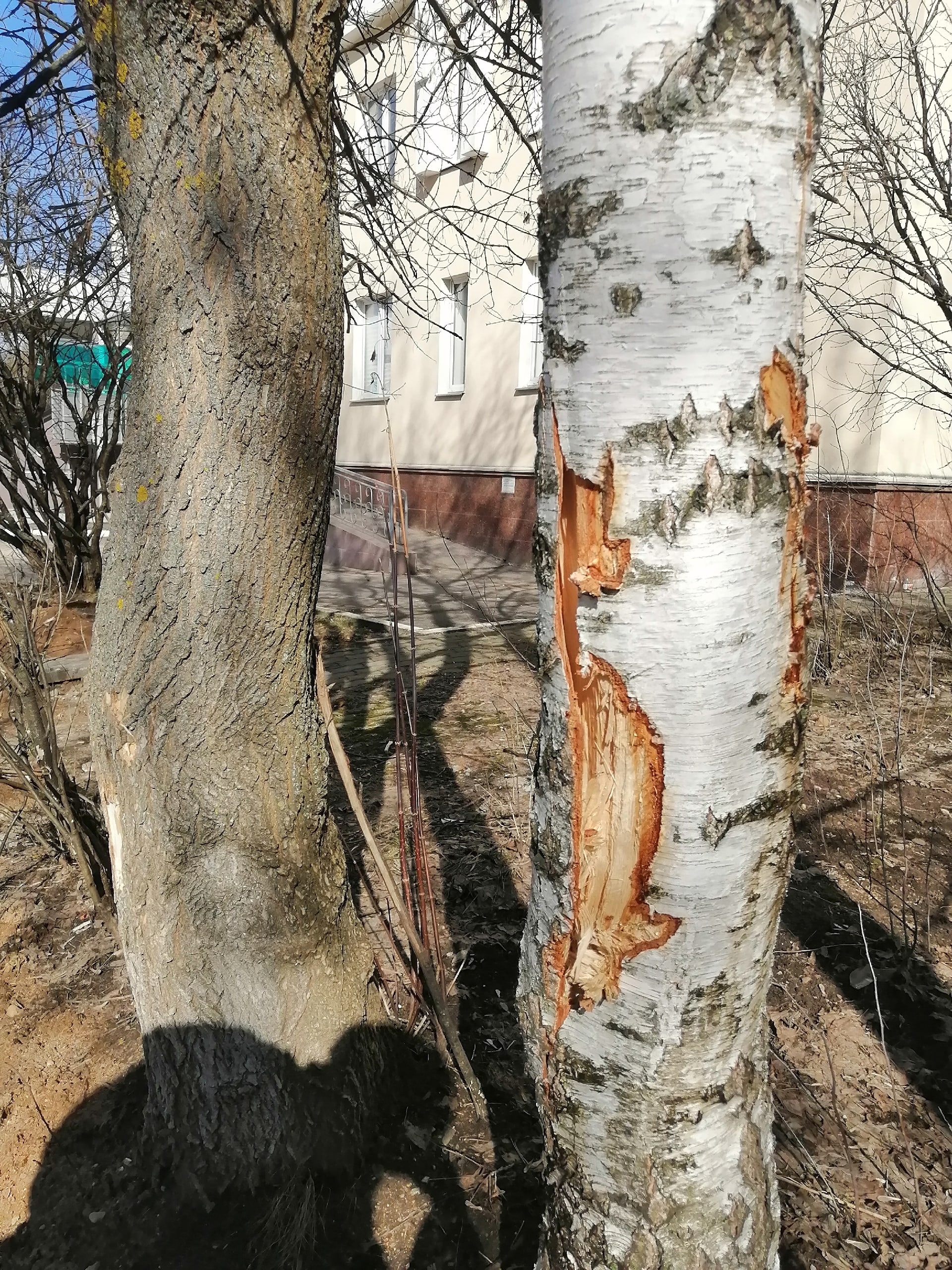 Победы 5, ковшом повреждена берёза, ещё можно спасти. Админи