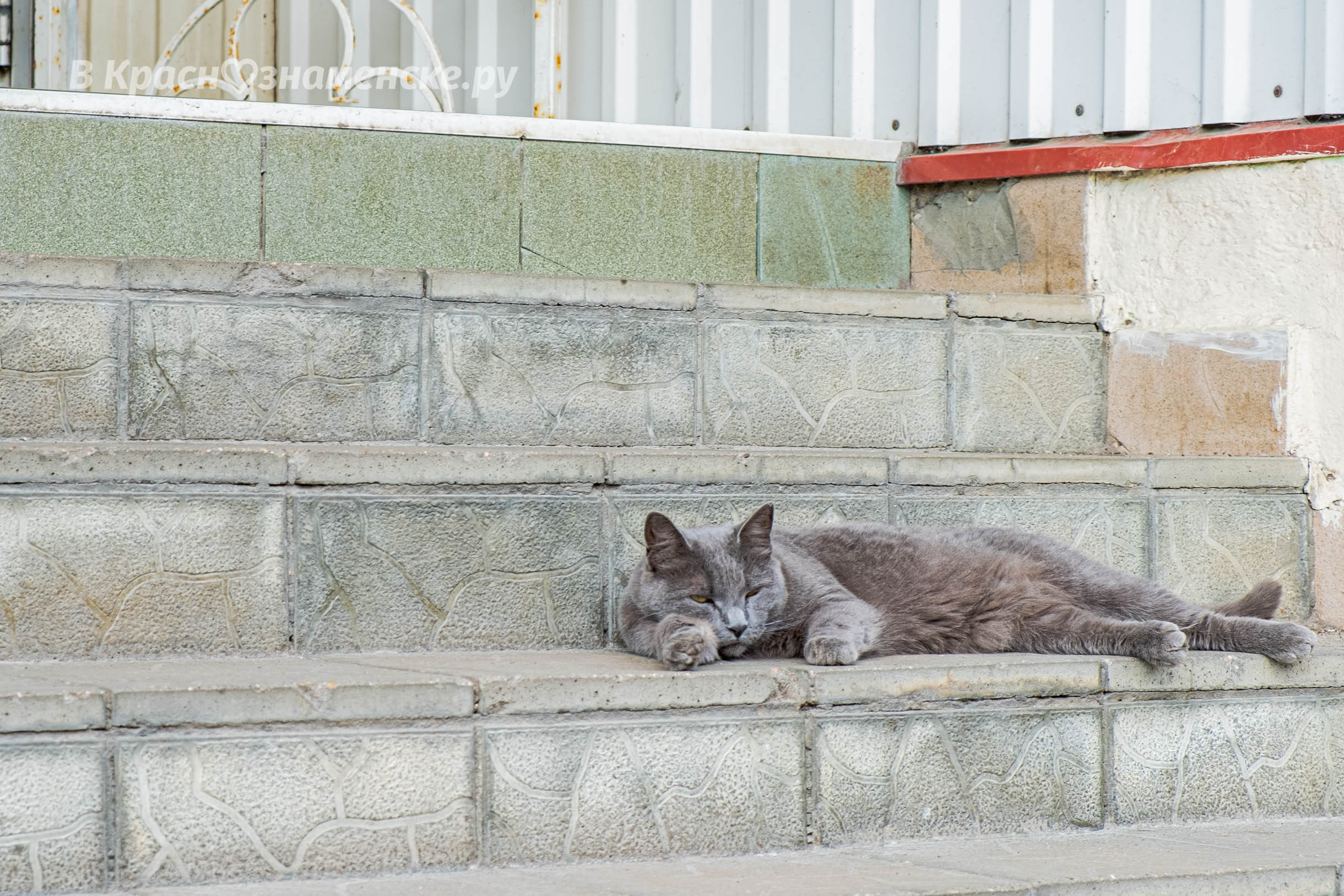 Коротко о том, как проходит котие лето в Краснознаменске
