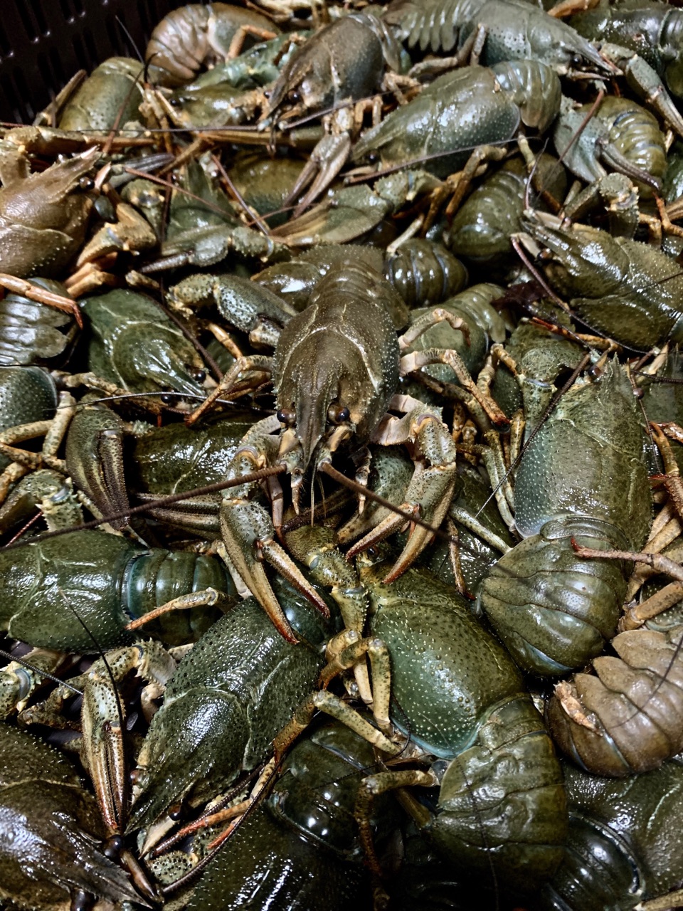 Раки, это не только вкусно питательно и низкокалорийно. Такж