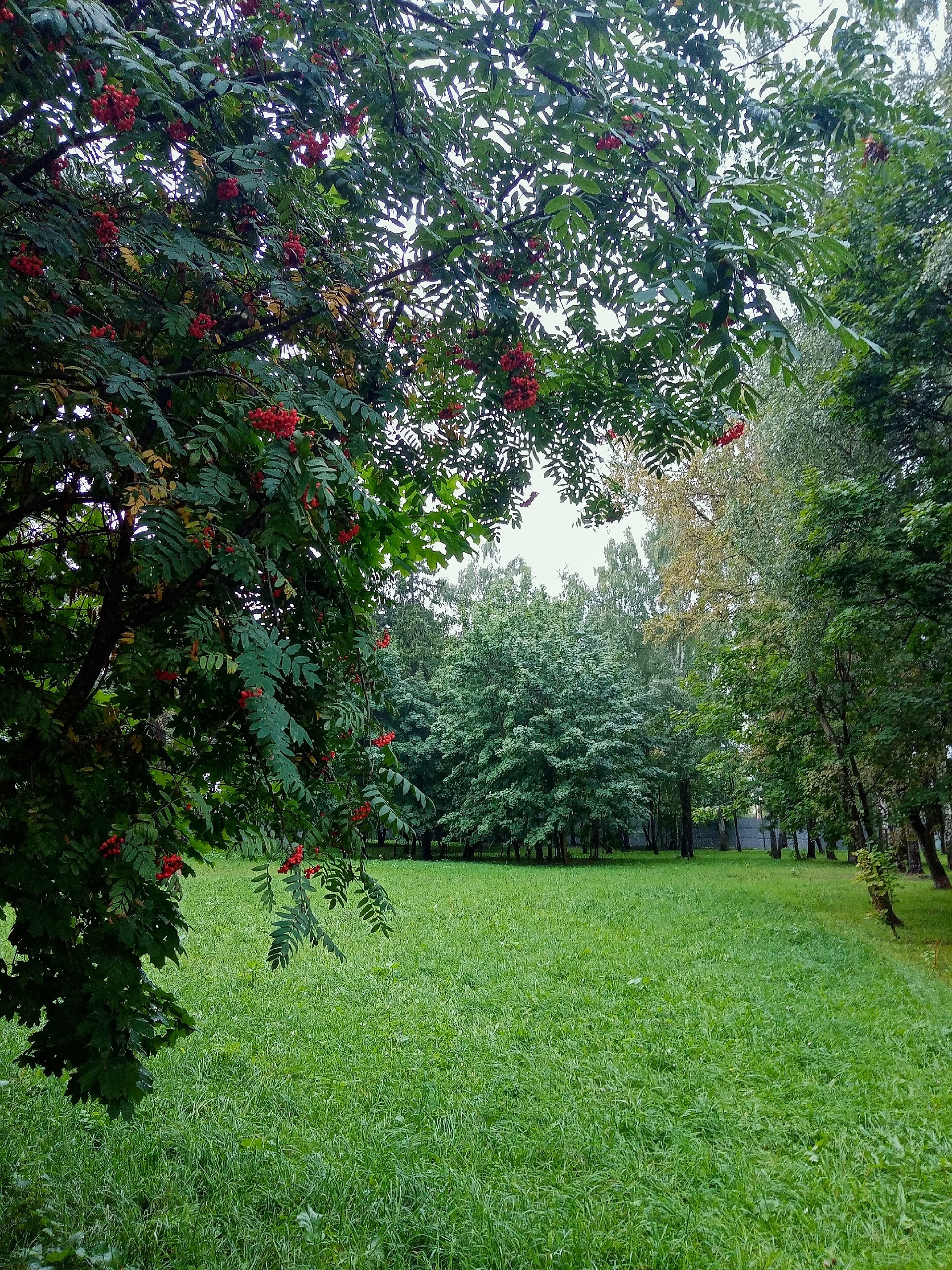 Парк "Беличий" — Краснознаменск