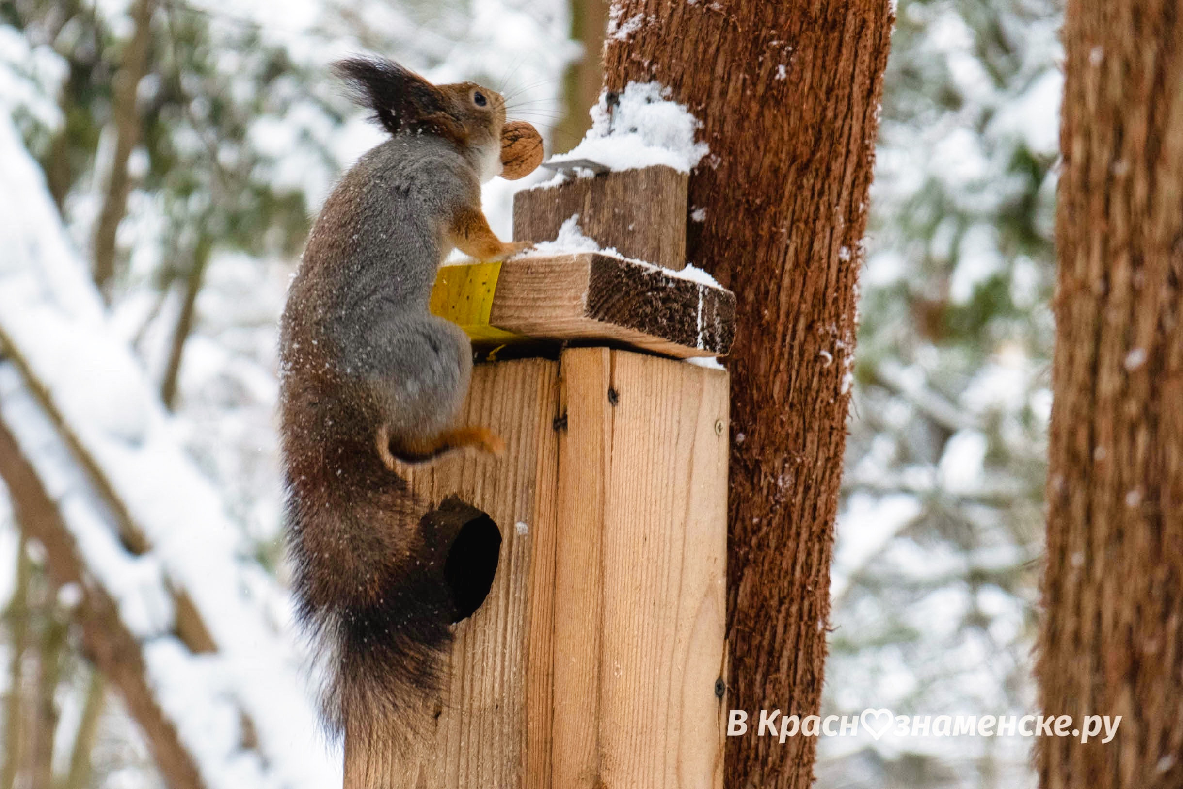Коротко о том, как проходит беличий день) — Краснознаменск