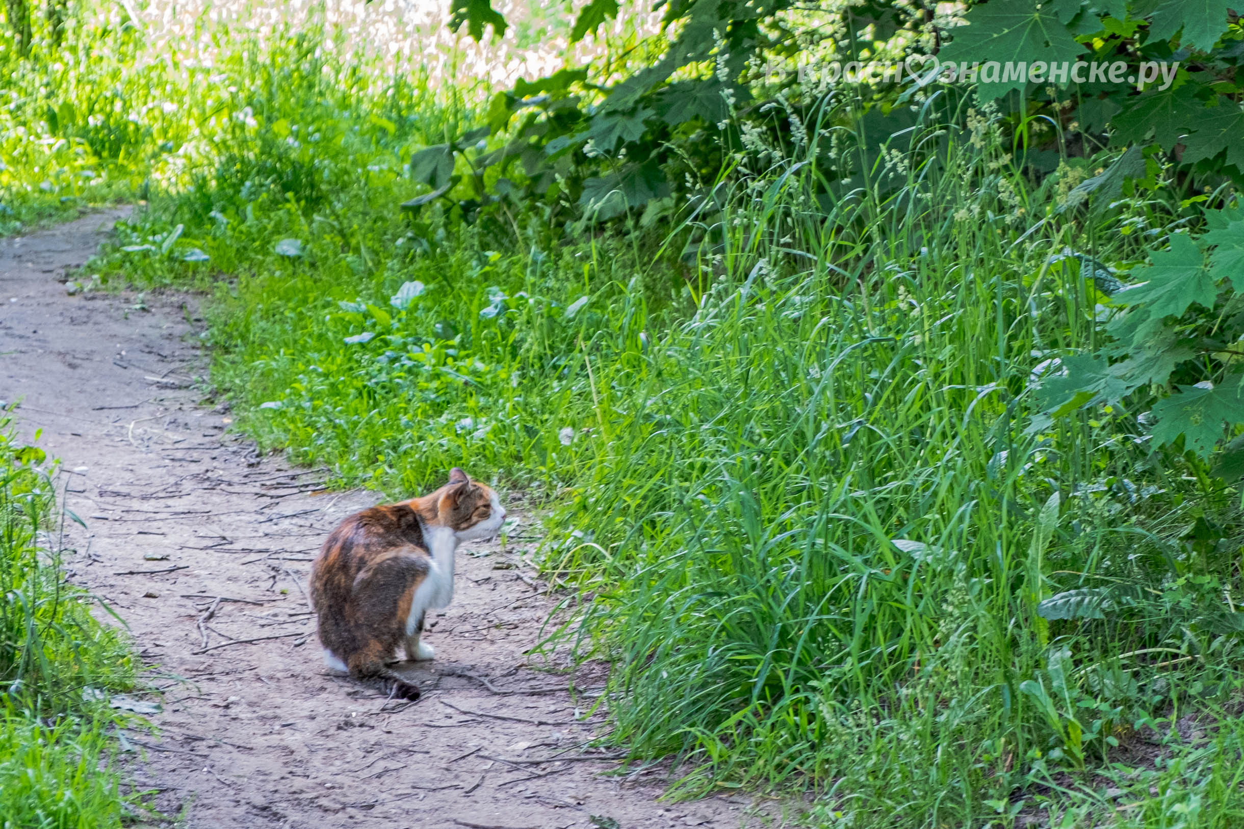 Коротко о том, как проходит котие лето в Краснознаменске