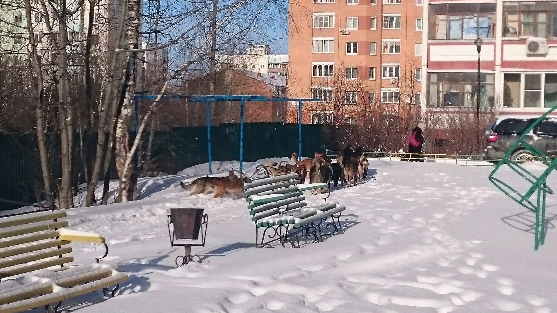 В городе собачья свадьба, около 15 собак. Будьте осторожны,