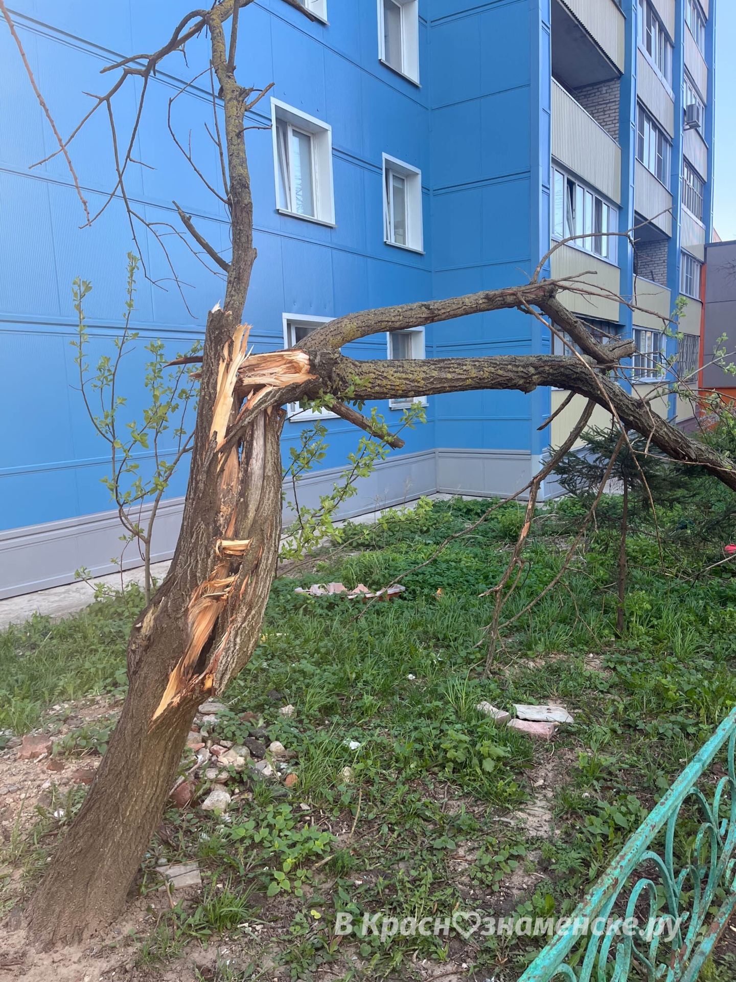 Около ул. Краснознаменной 17 дерево не пережило сильного вет