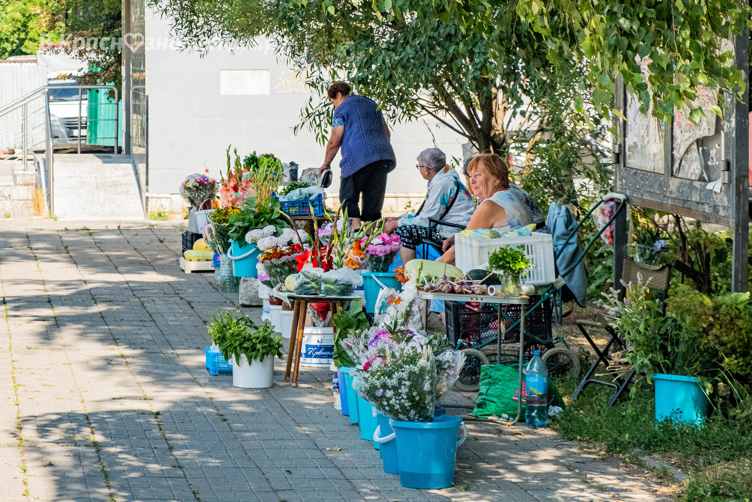 Покупаете ли вы какую-либо продукцию у бабушек торгующих у р