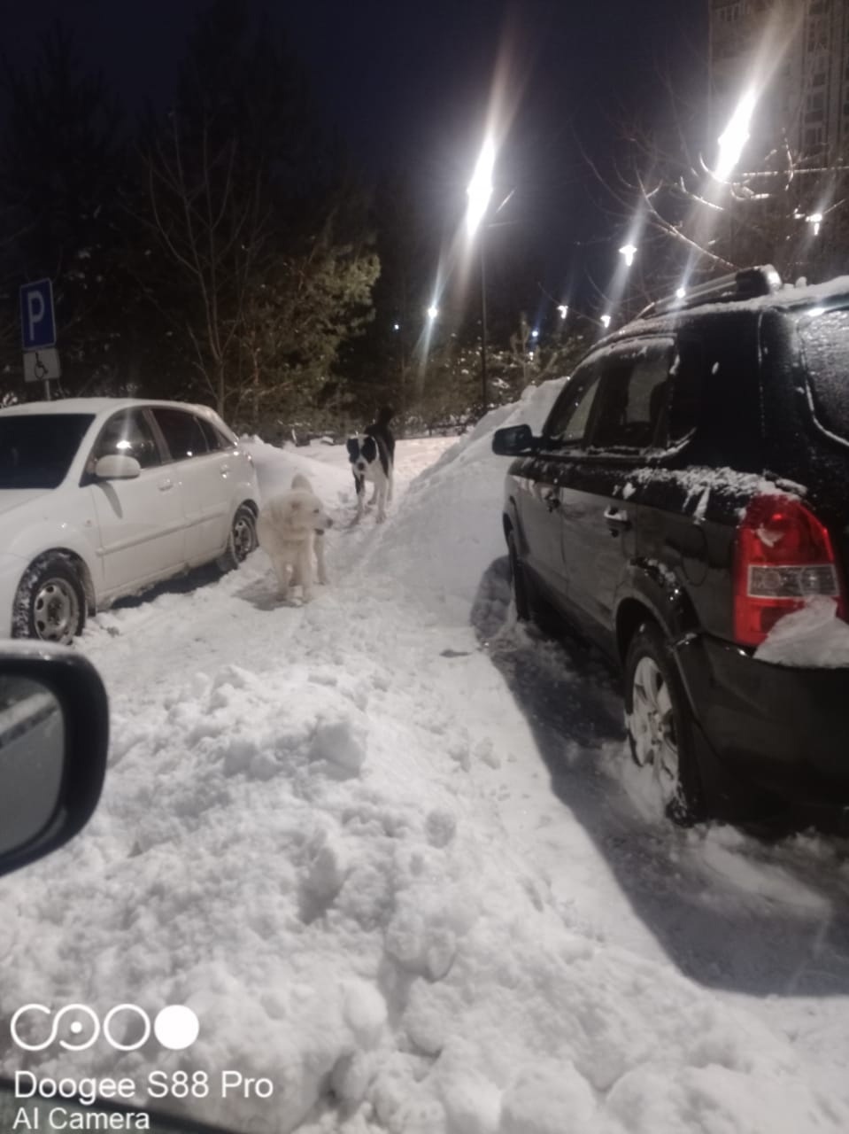 Две огромные собаки (предположительно алабаи) бегают в город