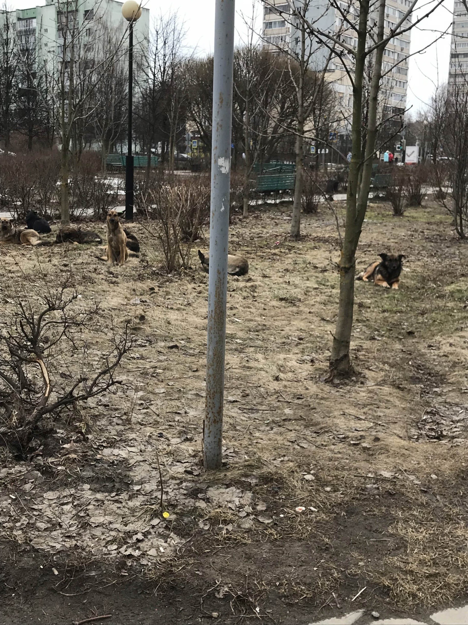 Сегодня напротив ул Победы д 6 кор 1 12.00 стая бродячих соб