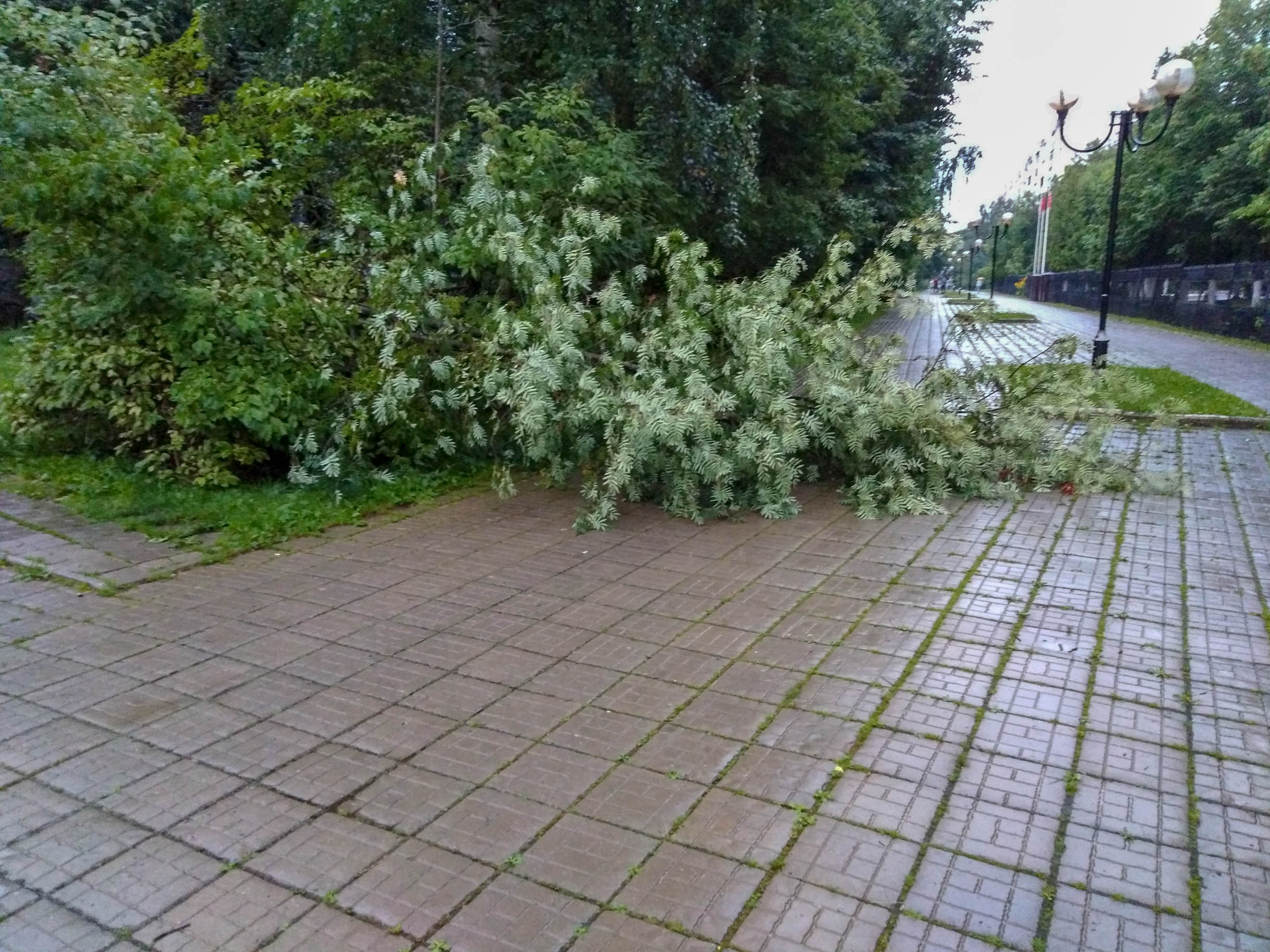Дождливое утро ☔ — Краснознаменск