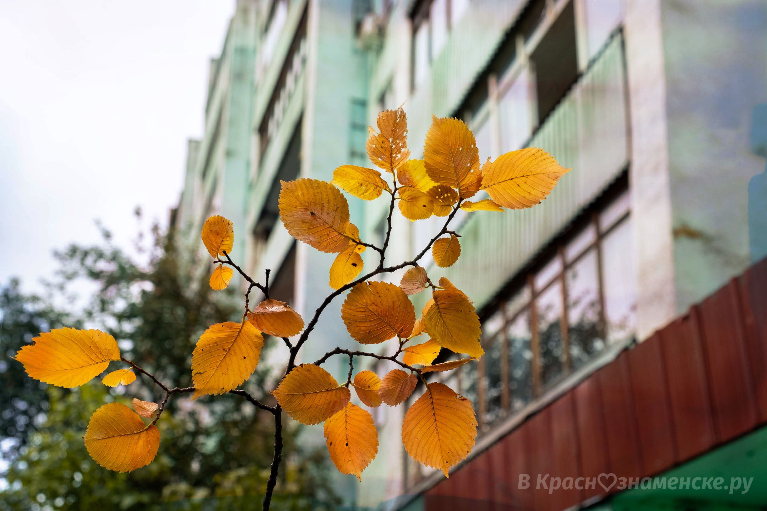 Доброе утро, Краснознаменск! Утром +13°...+14°, Небольшой до