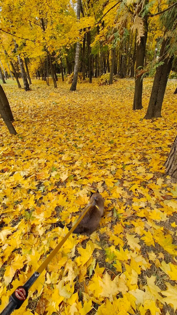Прогулка с котом в Беличьем парке ???? Anastasia V. @ — Краснознаменск