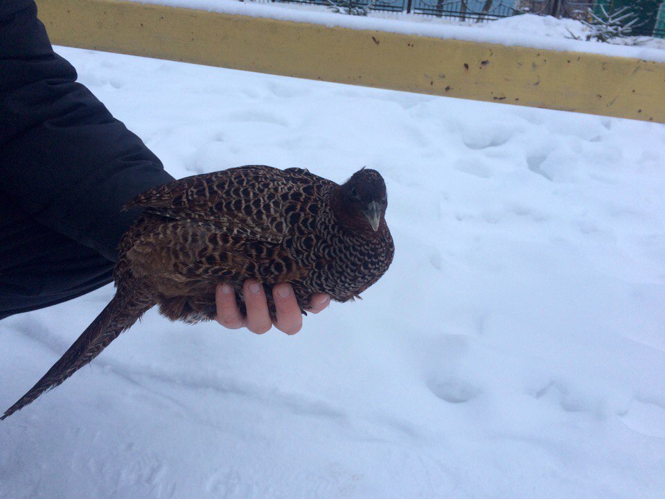 Чей фазан? Кто потерял?
